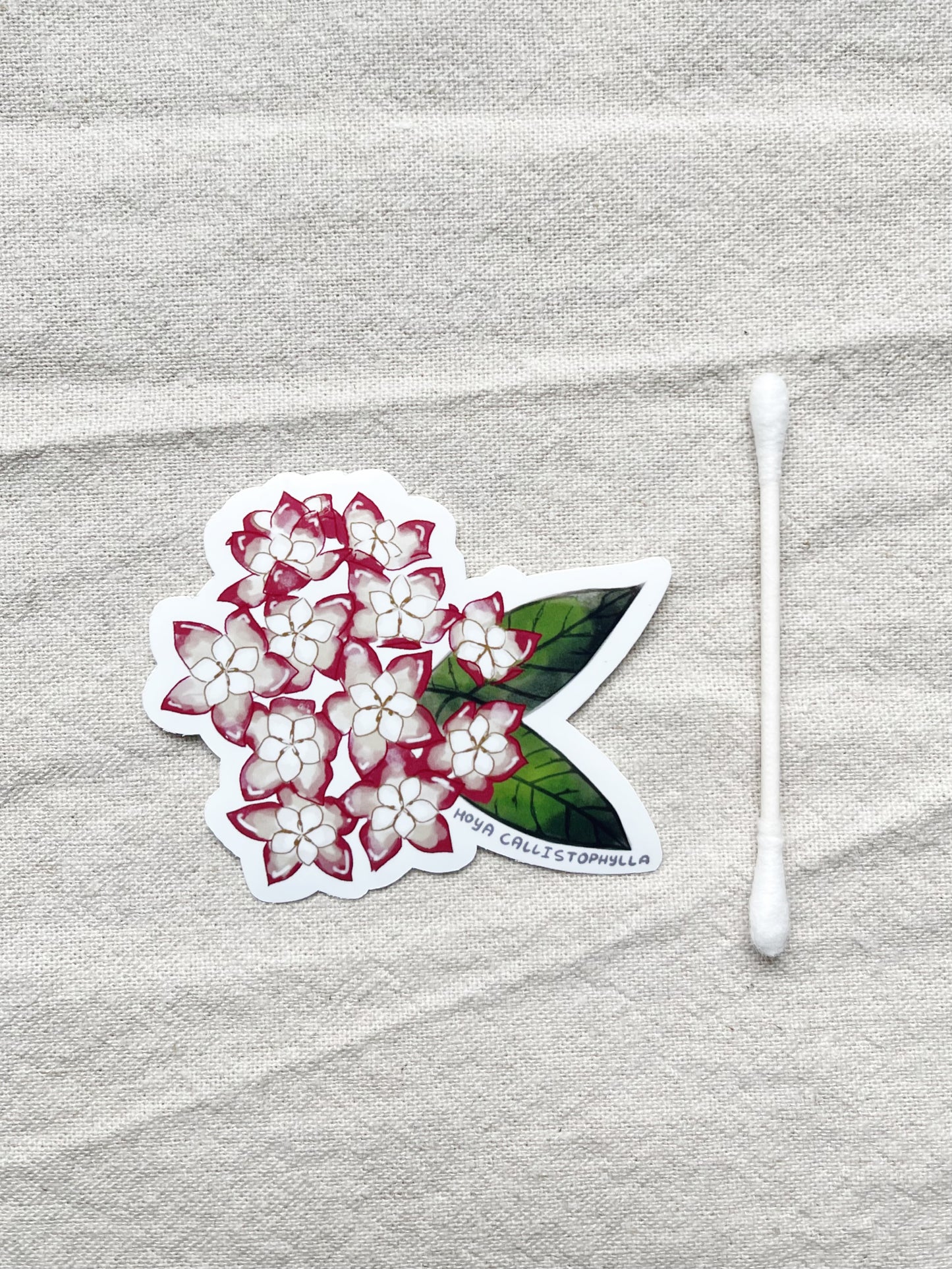 Hoya Blooms Die Cut  Vinyl Sticker Callistophylla, Burtoniae, Linearis, Krohniana, Carnosa, Caudata