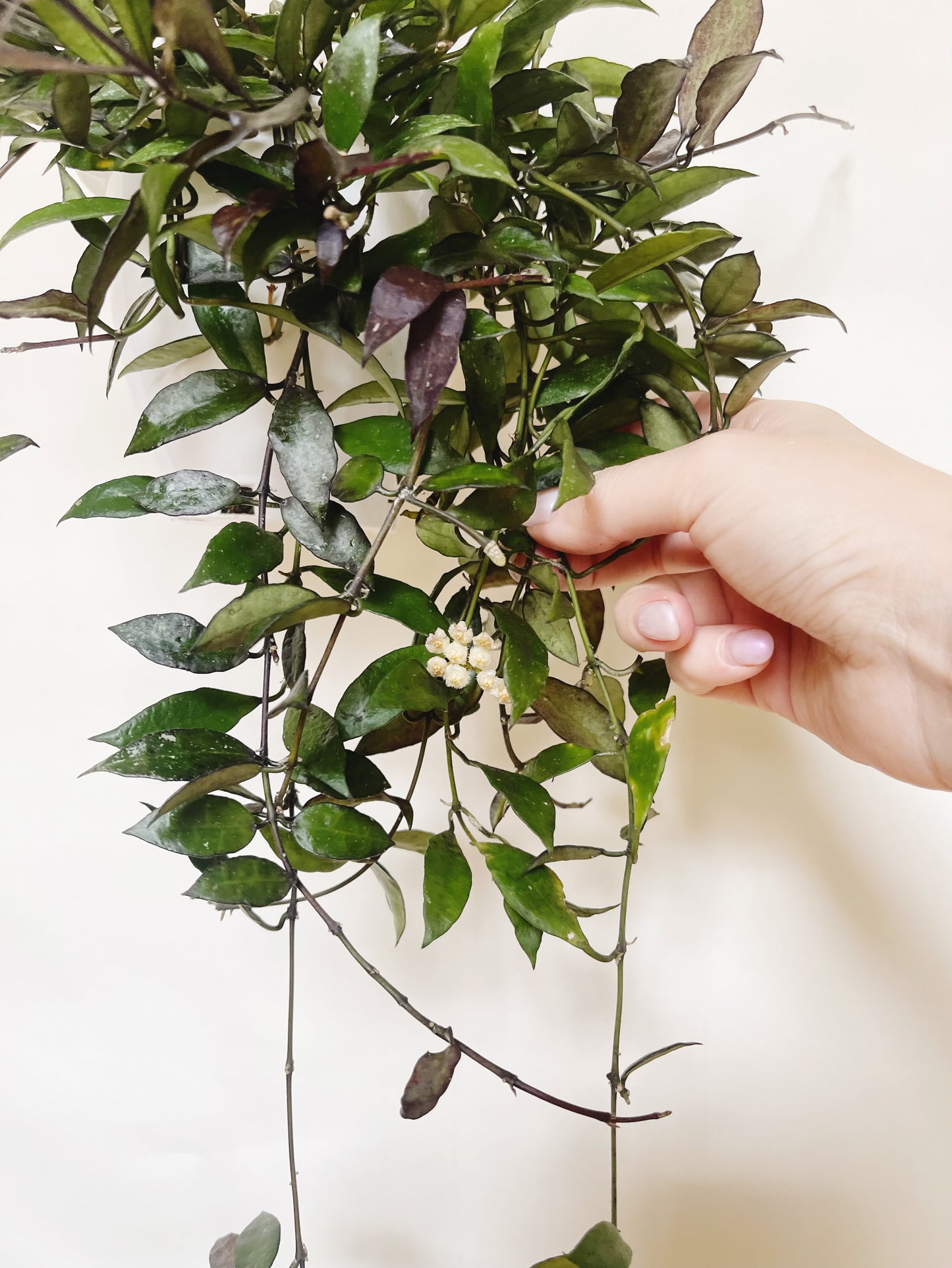 Hoya Lacunosa Royal Flush 5" Hanging Basket