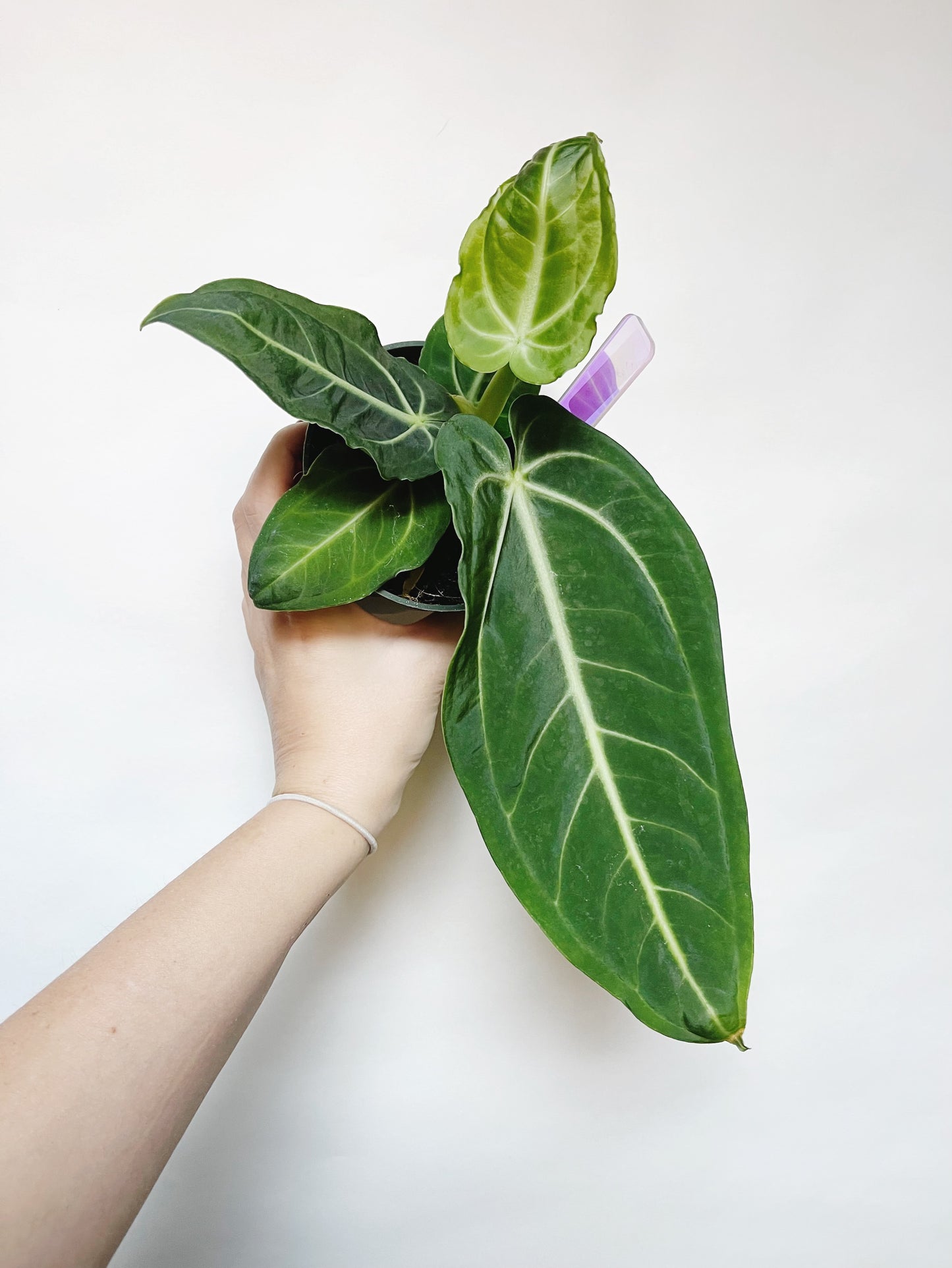 Anthurium Villenaorum 4” Pot