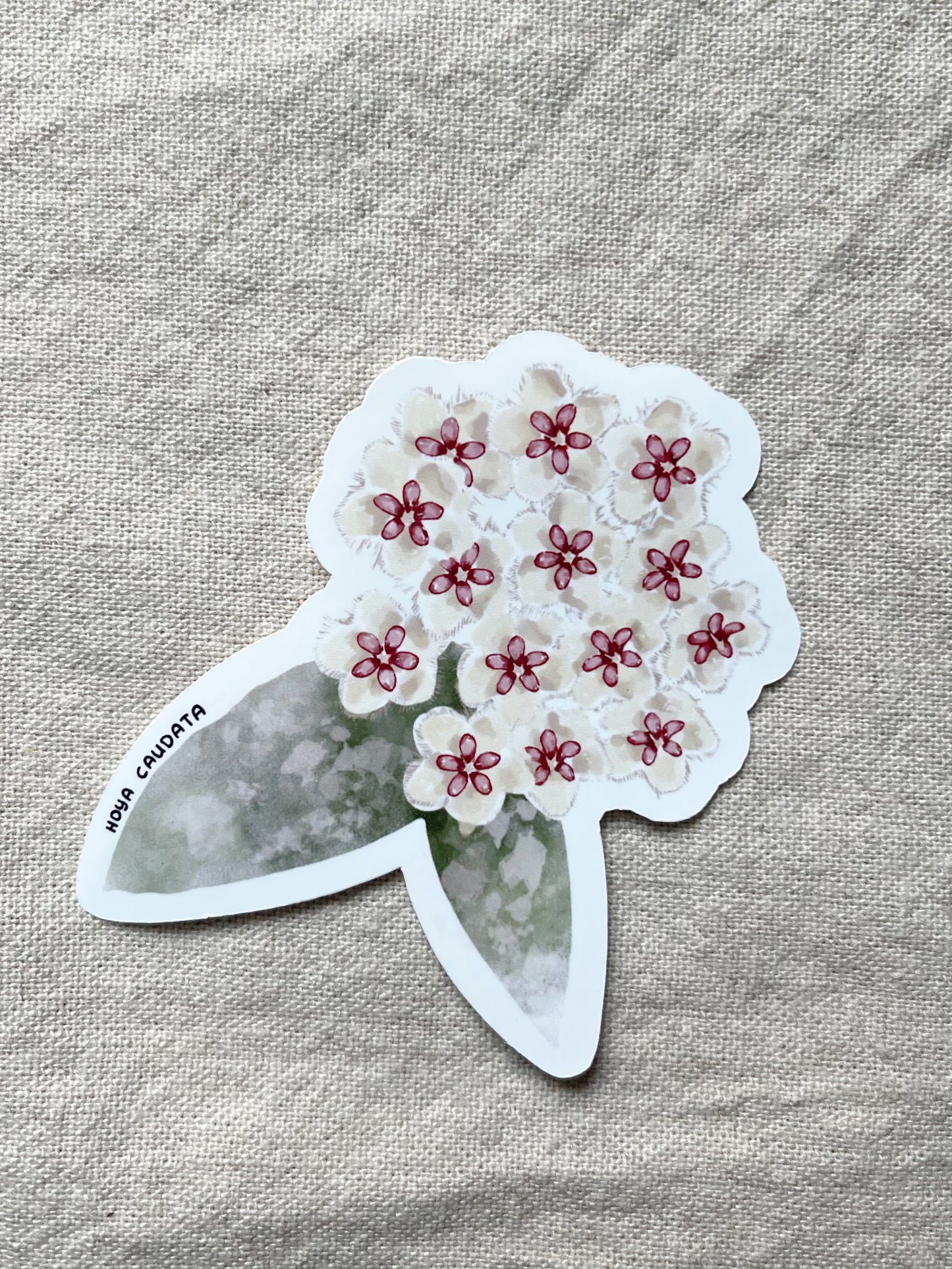 Hoya Blooms Die Cut  Vinyl Sticker Callistophylla, Burtoniae, Linearis, Krohniana, Carnosa, Caudata