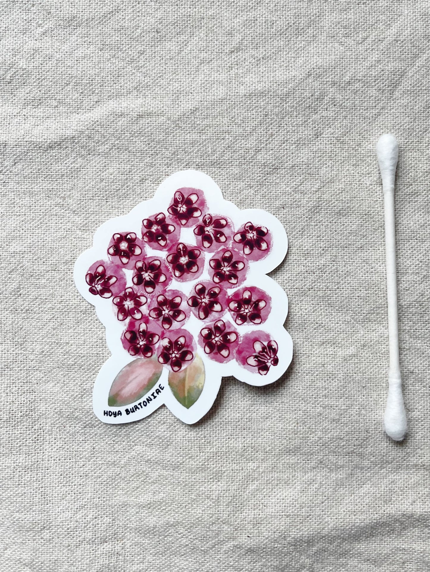 Hoya Blooms Die Cut  Vinyl Sticker Callistophylla, Burtoniae, Linearis, Krohniana, Carnosa, Caudata