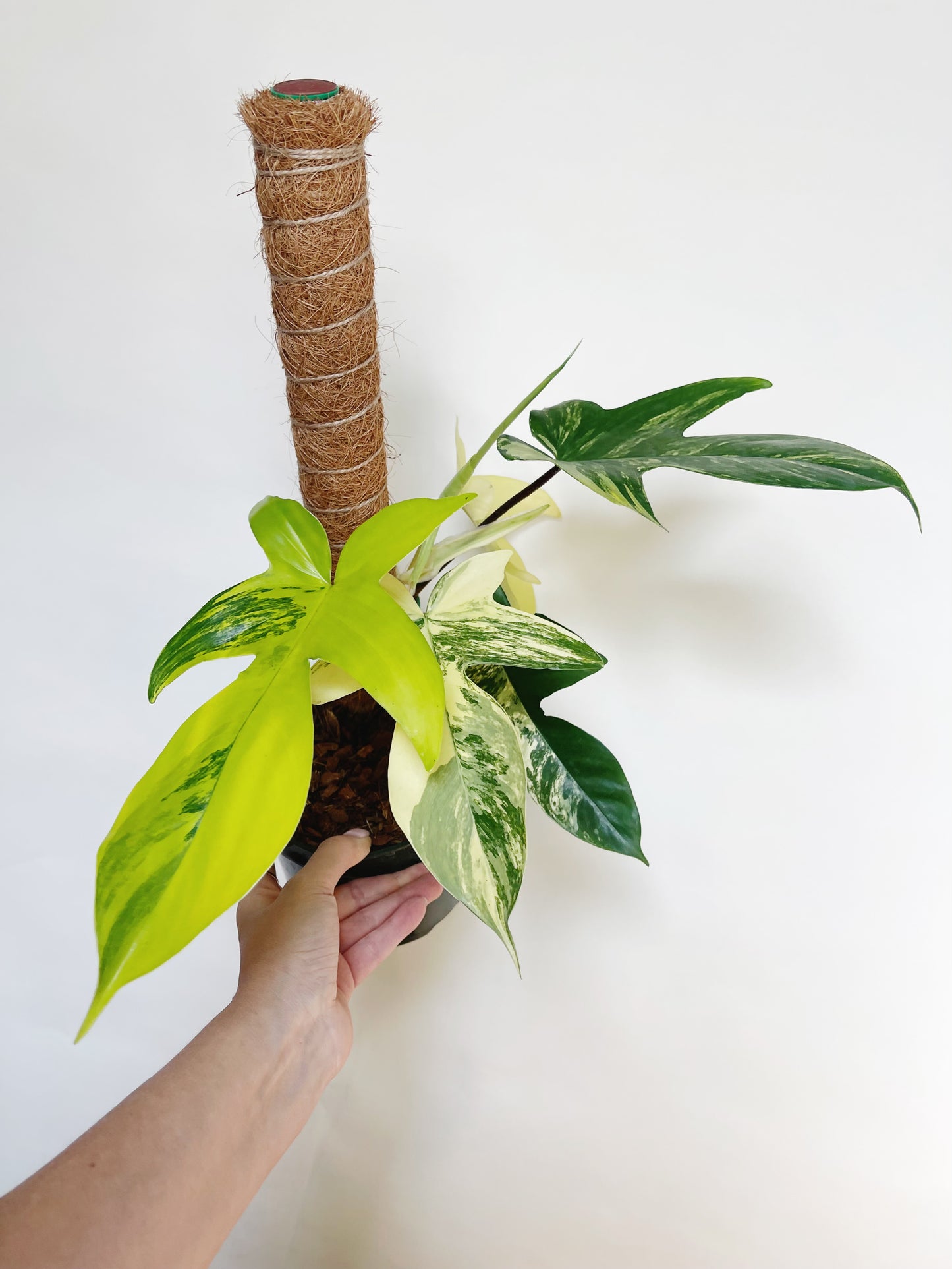 Philodendron Florida Beauty 6” Pot Live Plant with Pole