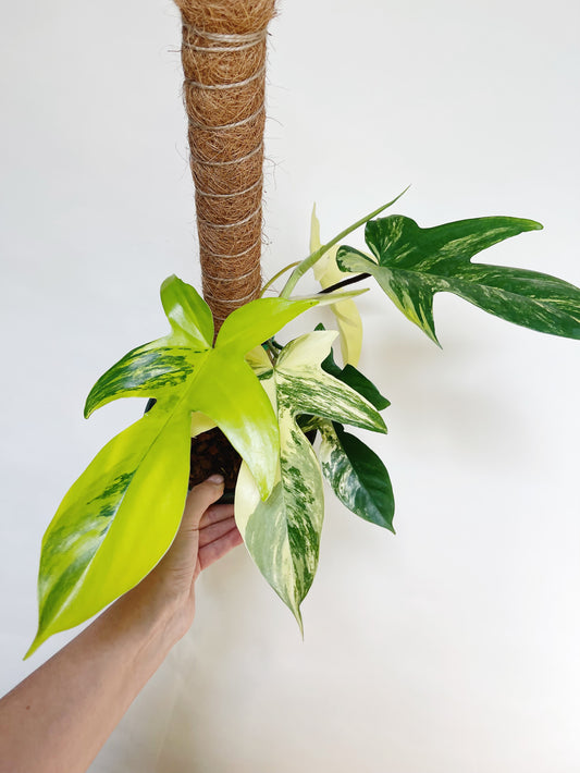 Philodendron Florida Beauty 6” Pot Live Plant with Pole