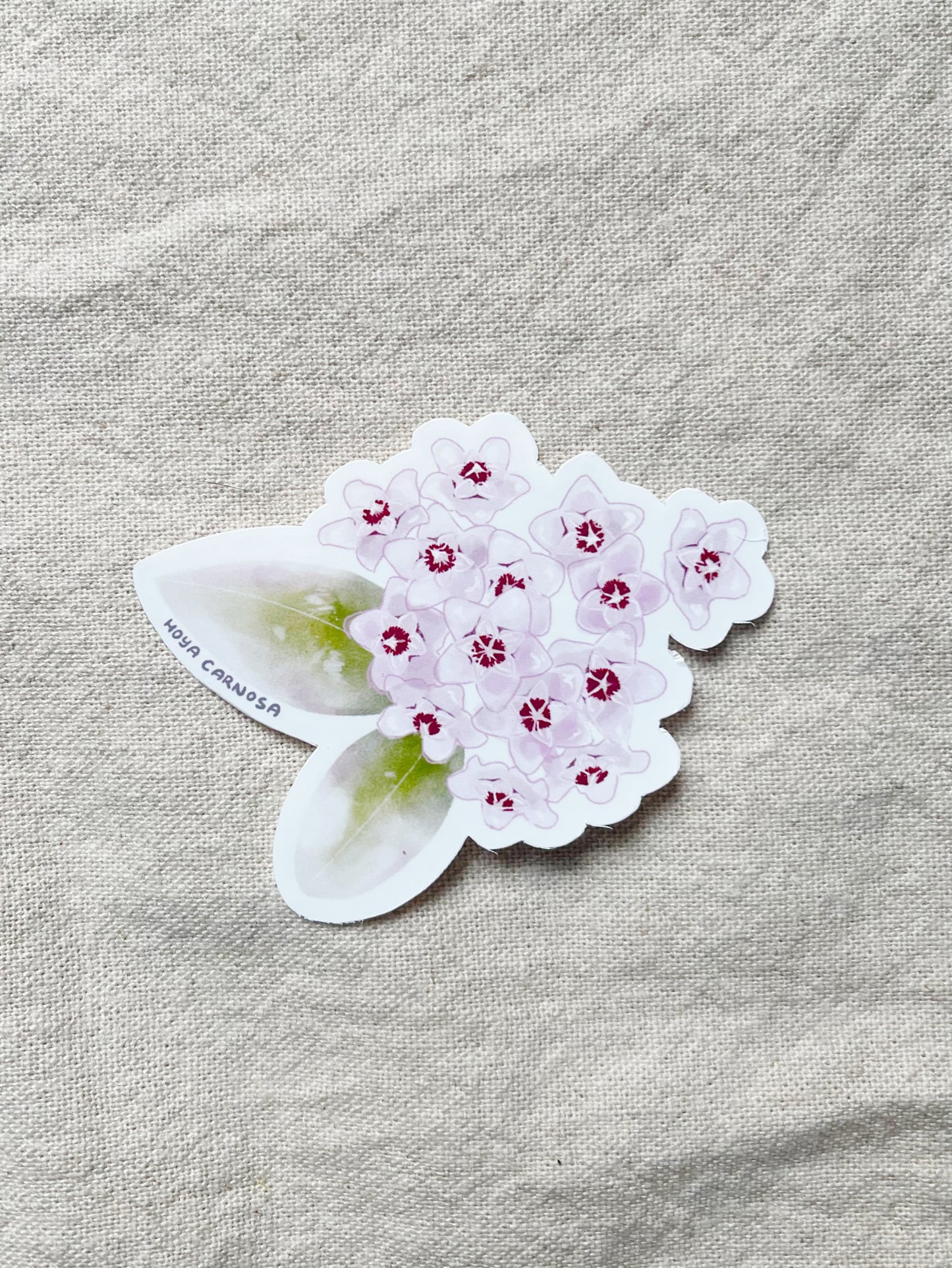 Hoya Blooms Die Cut  Vinyl Sticker Callistophylla, Burtoniae, Linearis, Krohniana, Carnosa, Caudata