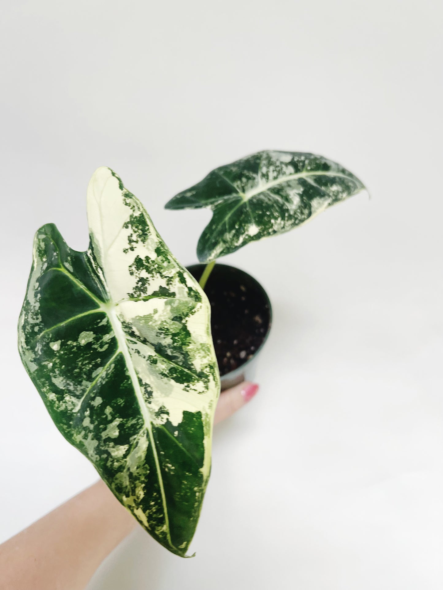 Alocasia Frydek Variegated 4” Pot