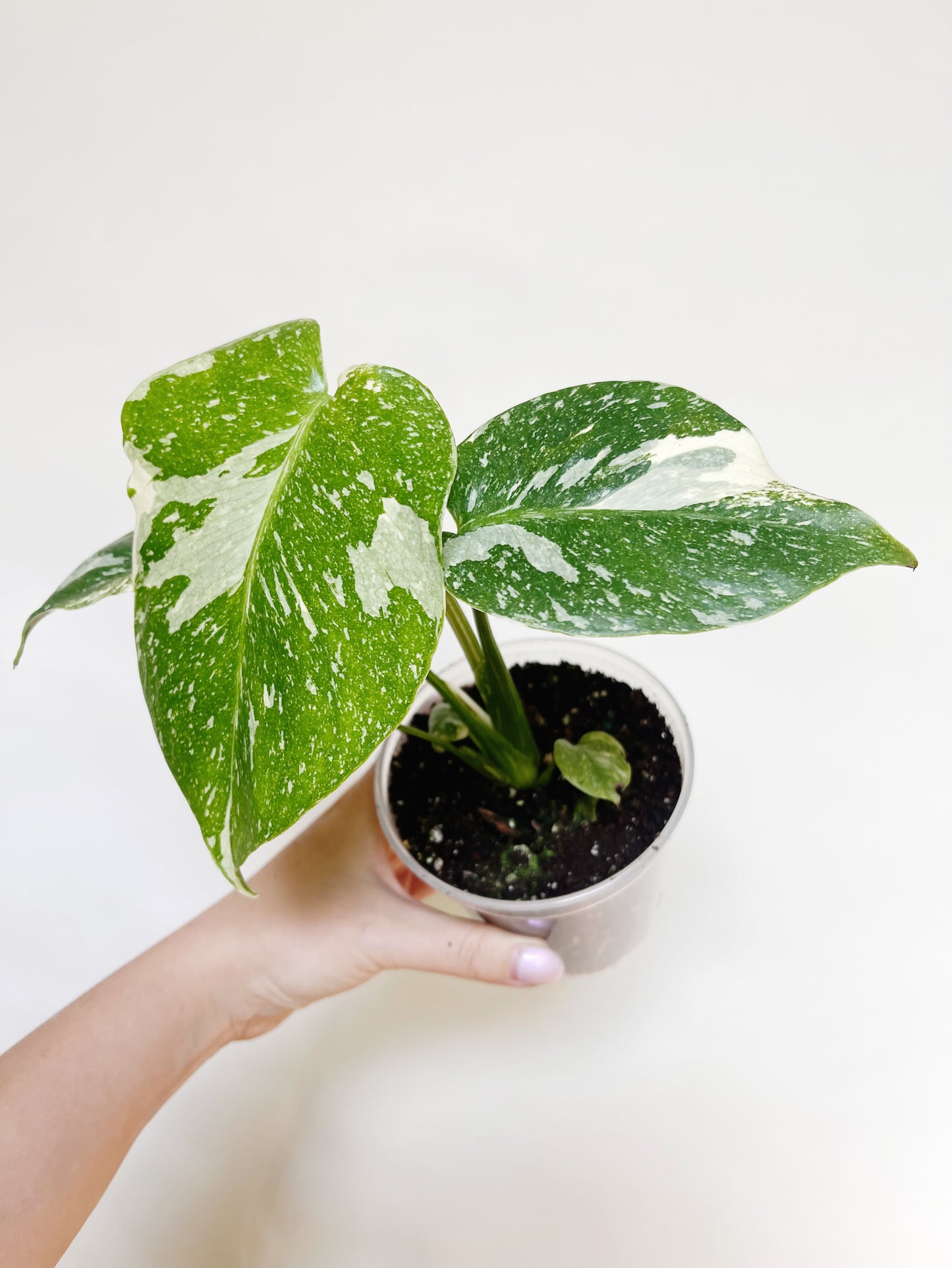 Monstera Deliciosa Thai Constellation 4" Pot Live Rare Plant