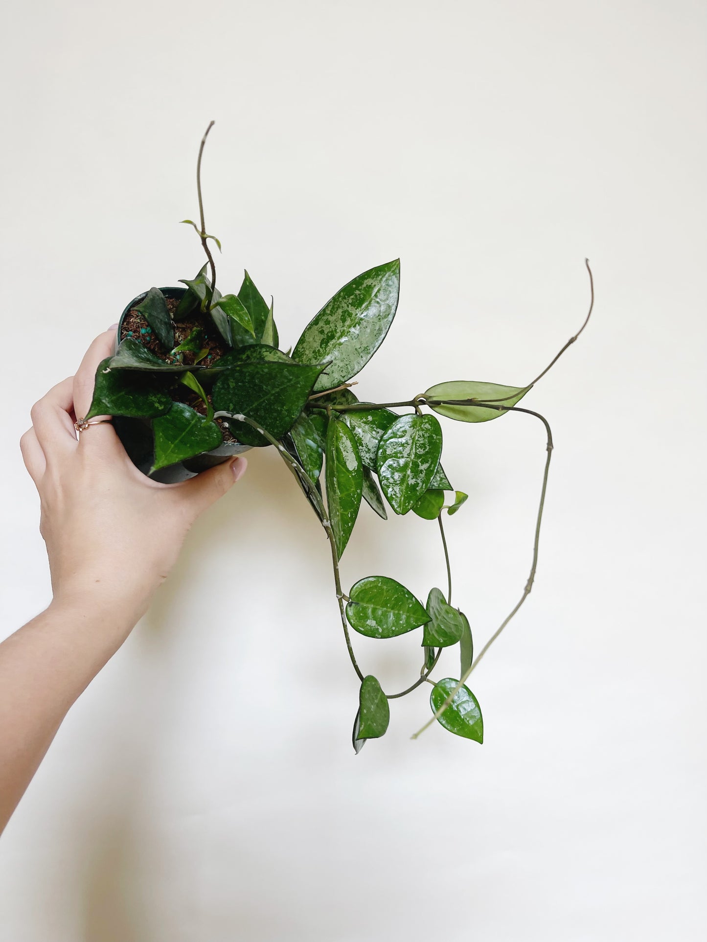 Hoya Parasitica Silver Splash 4" Pot Live Plant