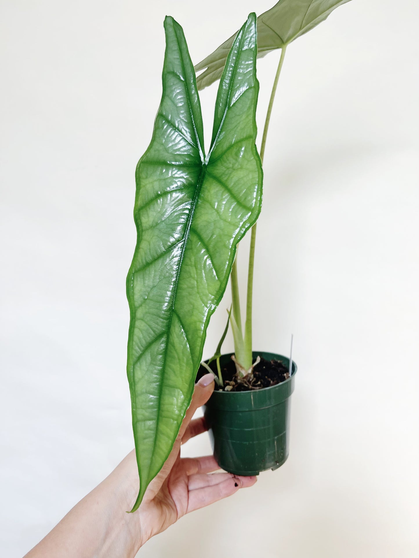 Alocasia Heterophylla Dragons Breath 4.5" Pot