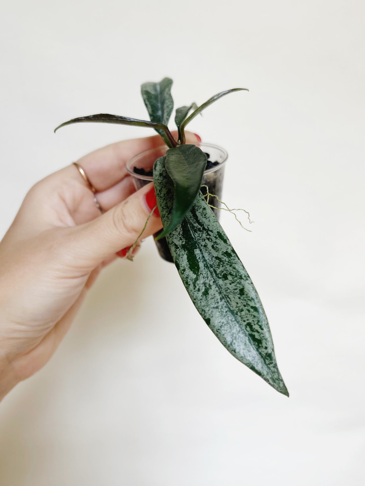 Hoya Minibelle Splash Starter Plant
