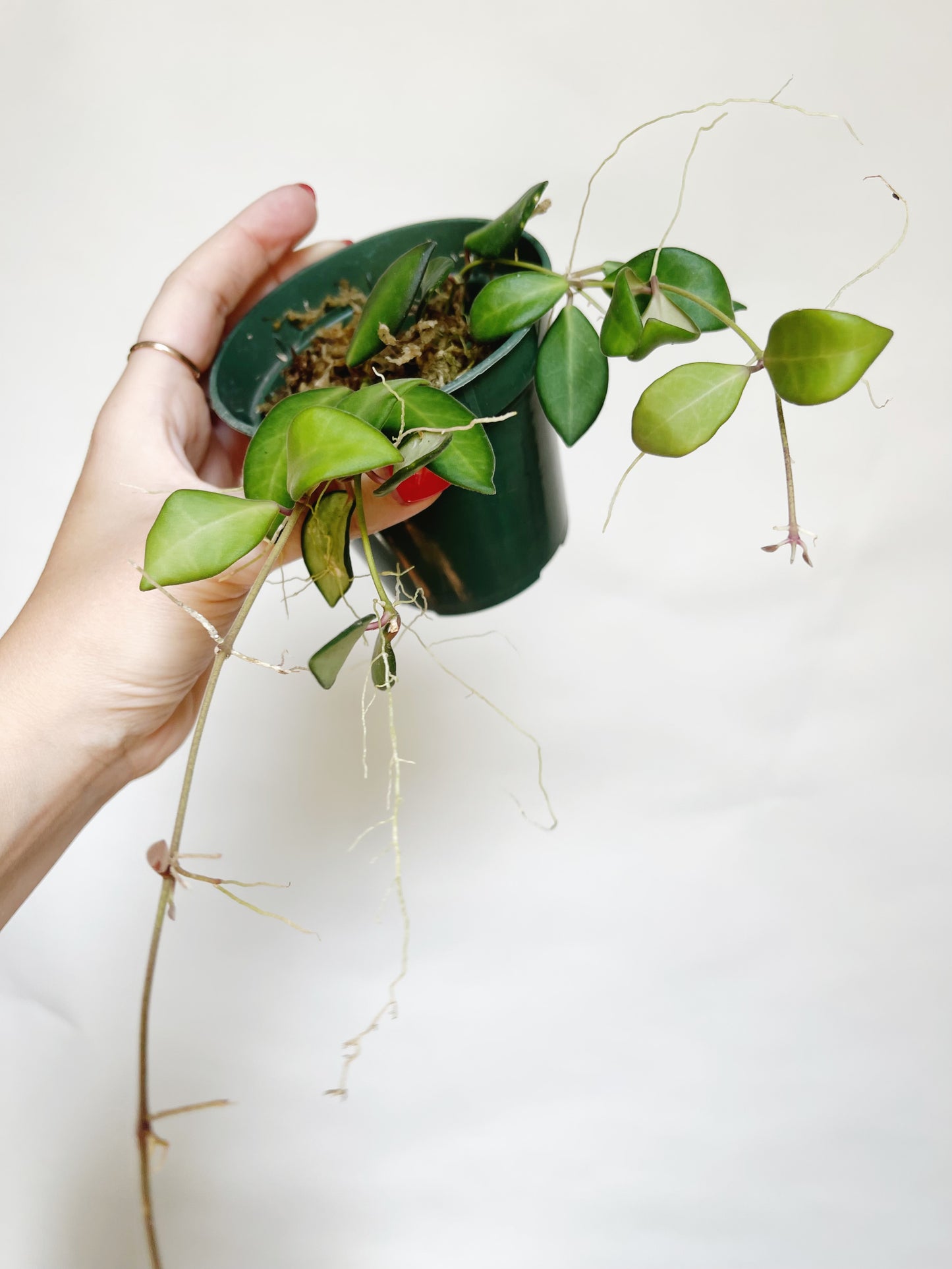 Hoya Burtoniae Live Plant