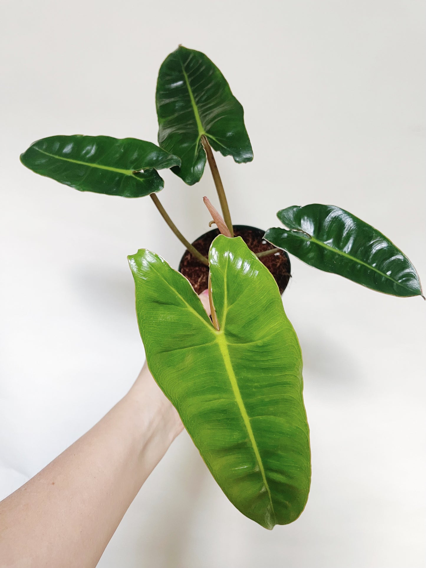 Philodendron Billietiae 4” Pot Live Plant