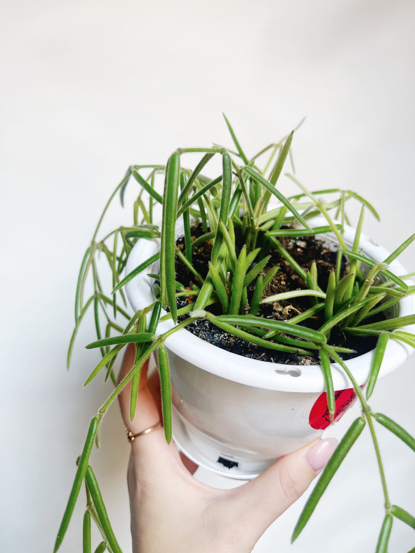 Hoya Linearis Rare Hoya 5” Hanging Basket Live Plant