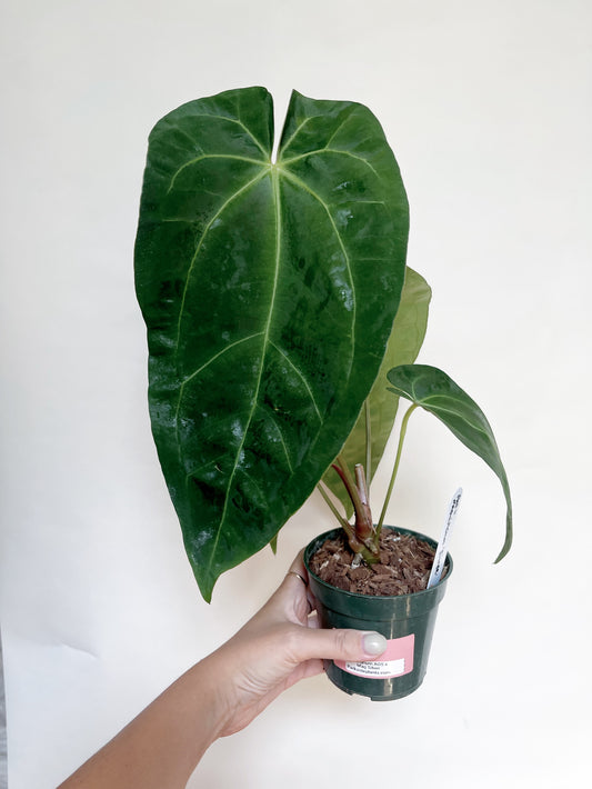 Anthurium AOS x Magnificum Silver 4” Pot