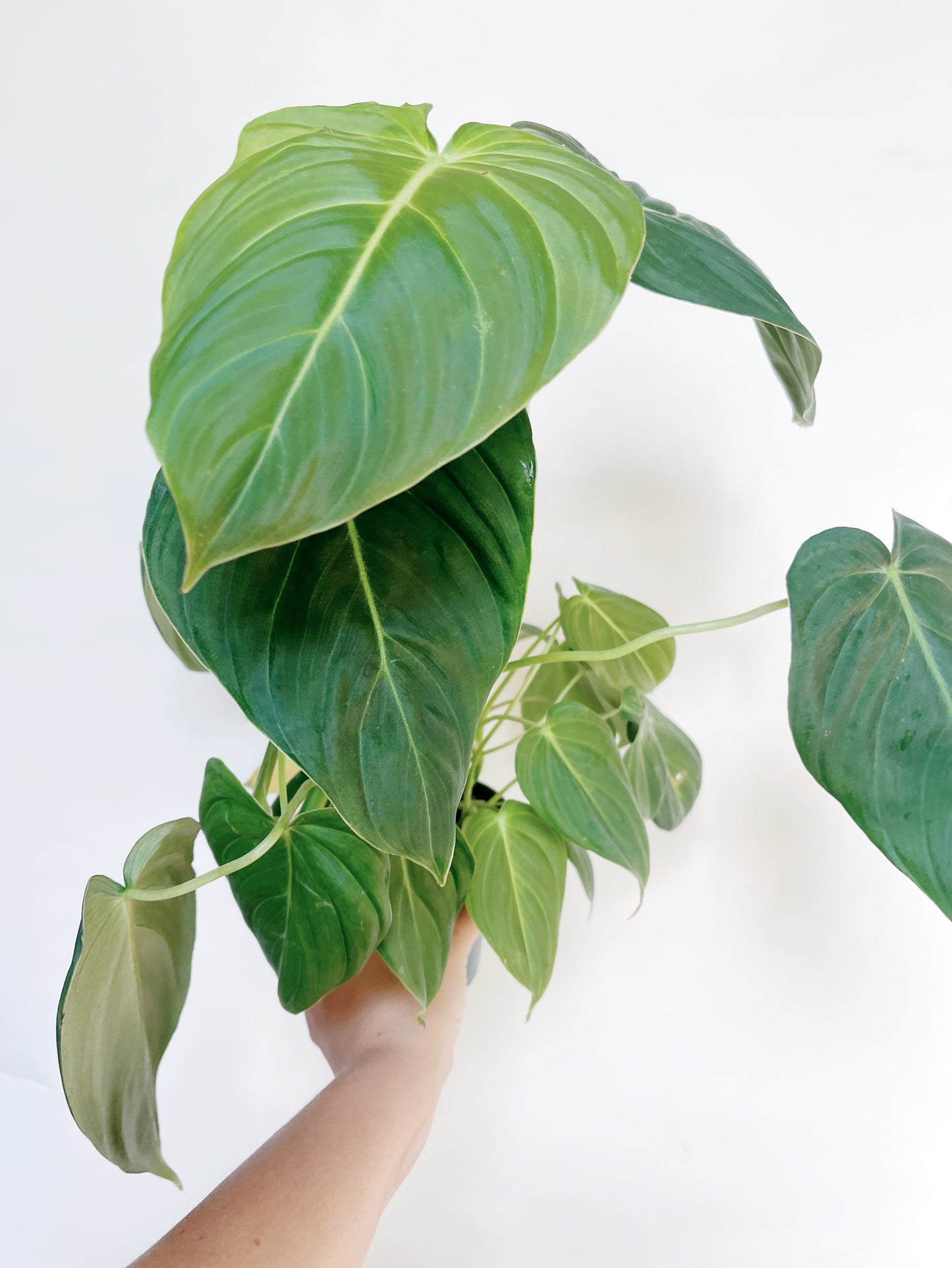 Philodendron Glorious 4" Pot