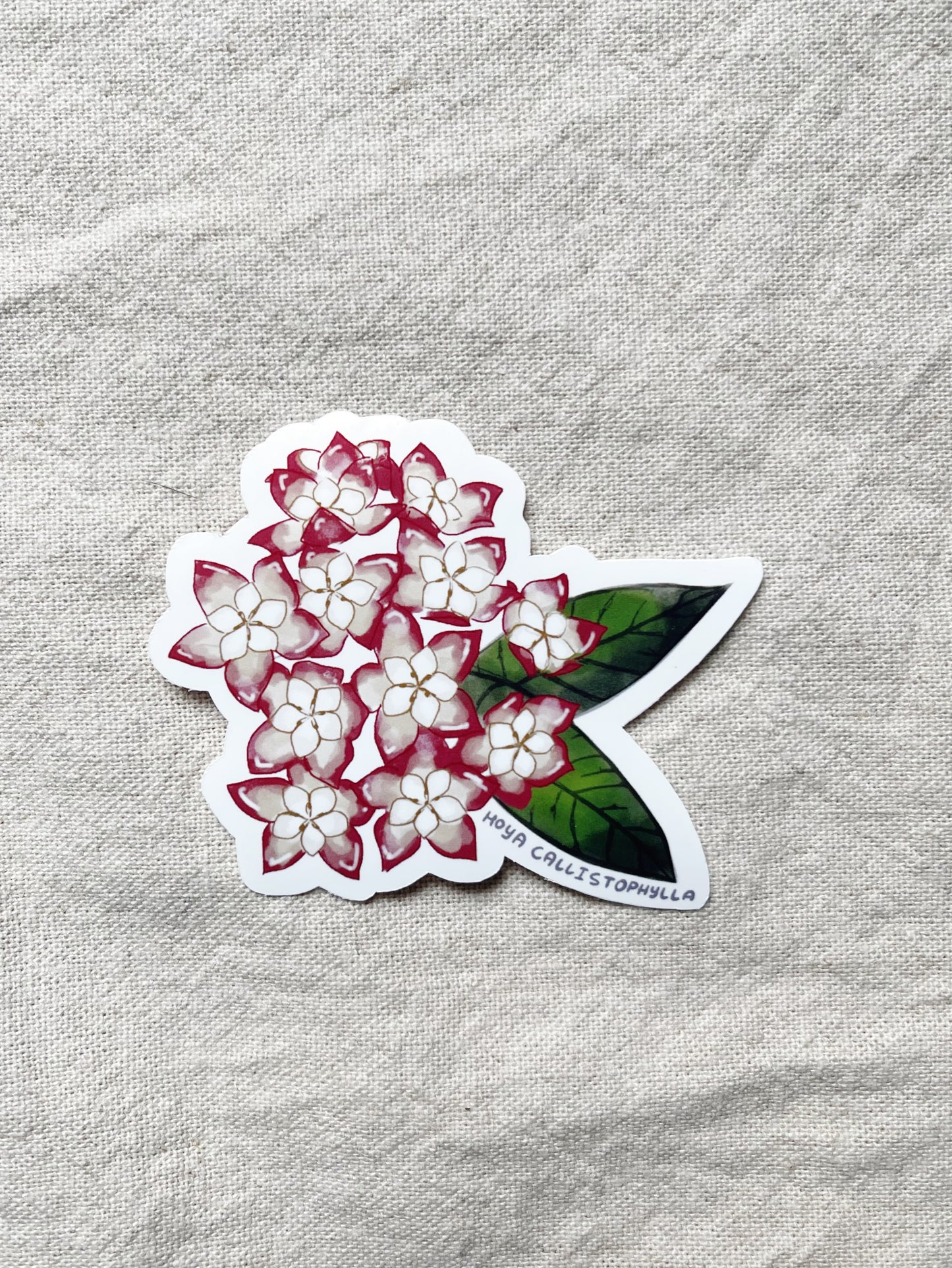 Hoya Blooms Die Cut  Vinyl Sticker Callistophylla, Burtoniae, Linearis, Krohniana, Carnosa, Caudata