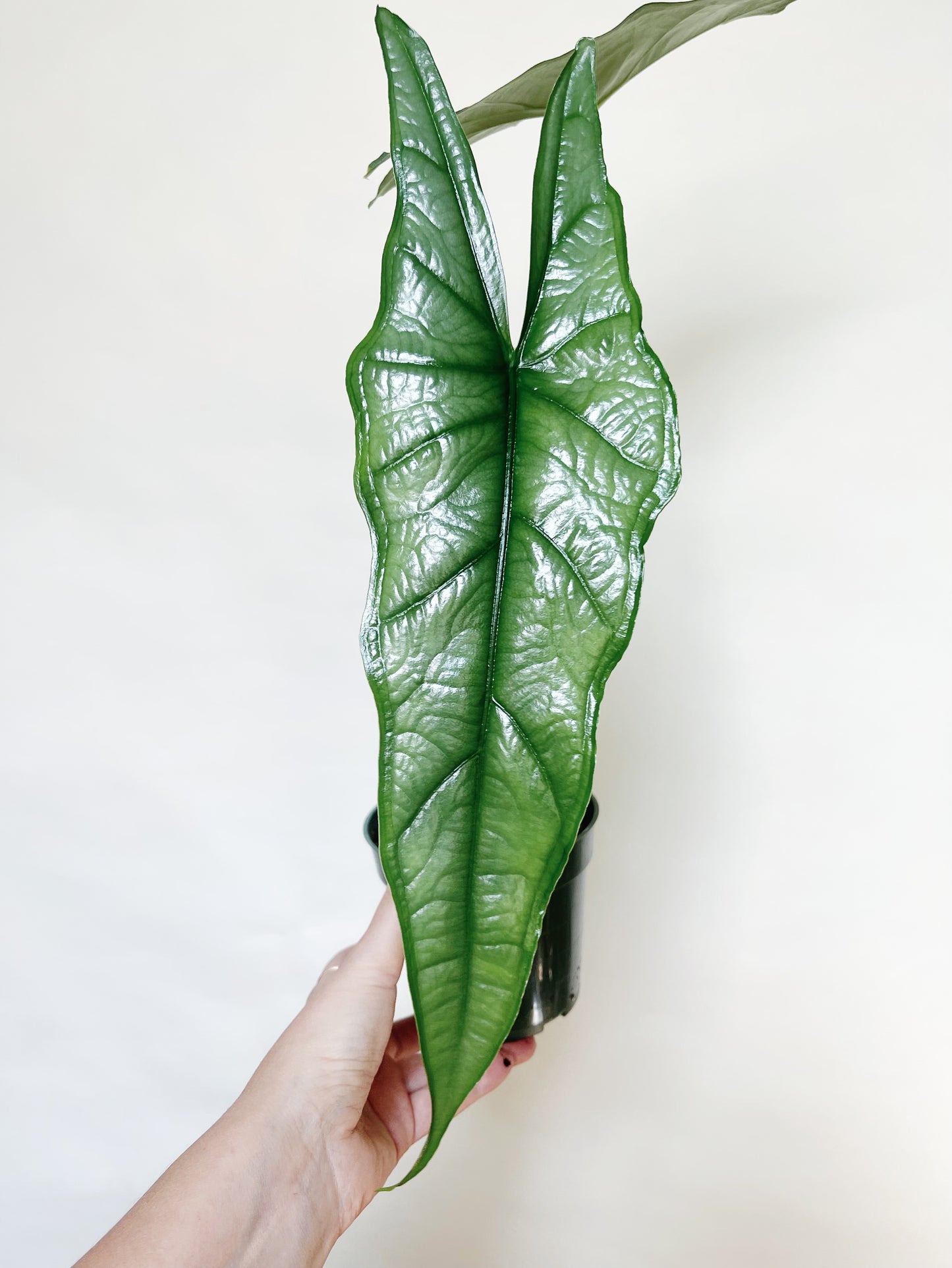 Alocasia Heterophylla Dragons Breath 4.5" Pot