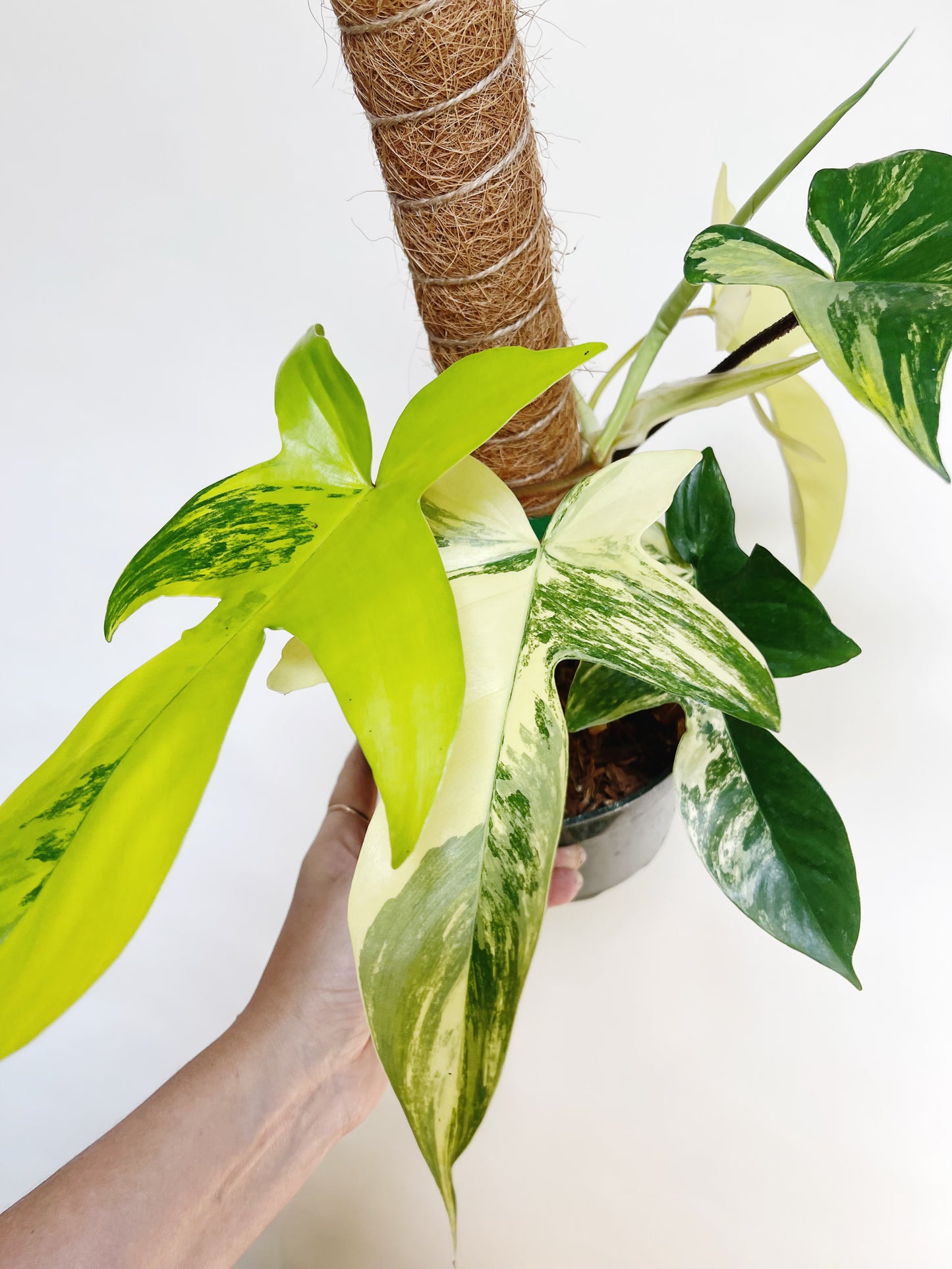 Philodendron Florida Beauty 6” Pot Live Plant with Pole