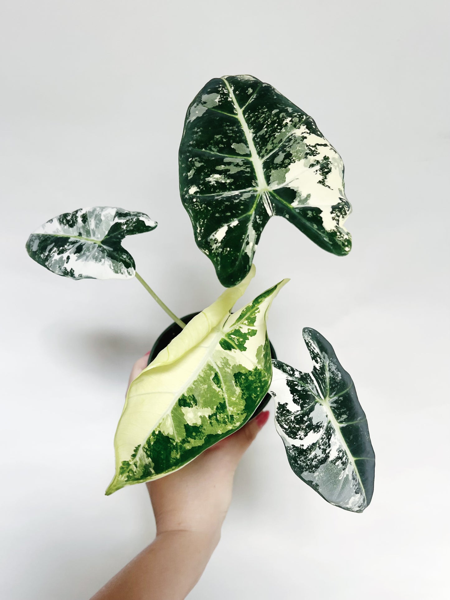 Alocasia Frydek Variegated 4” Pot