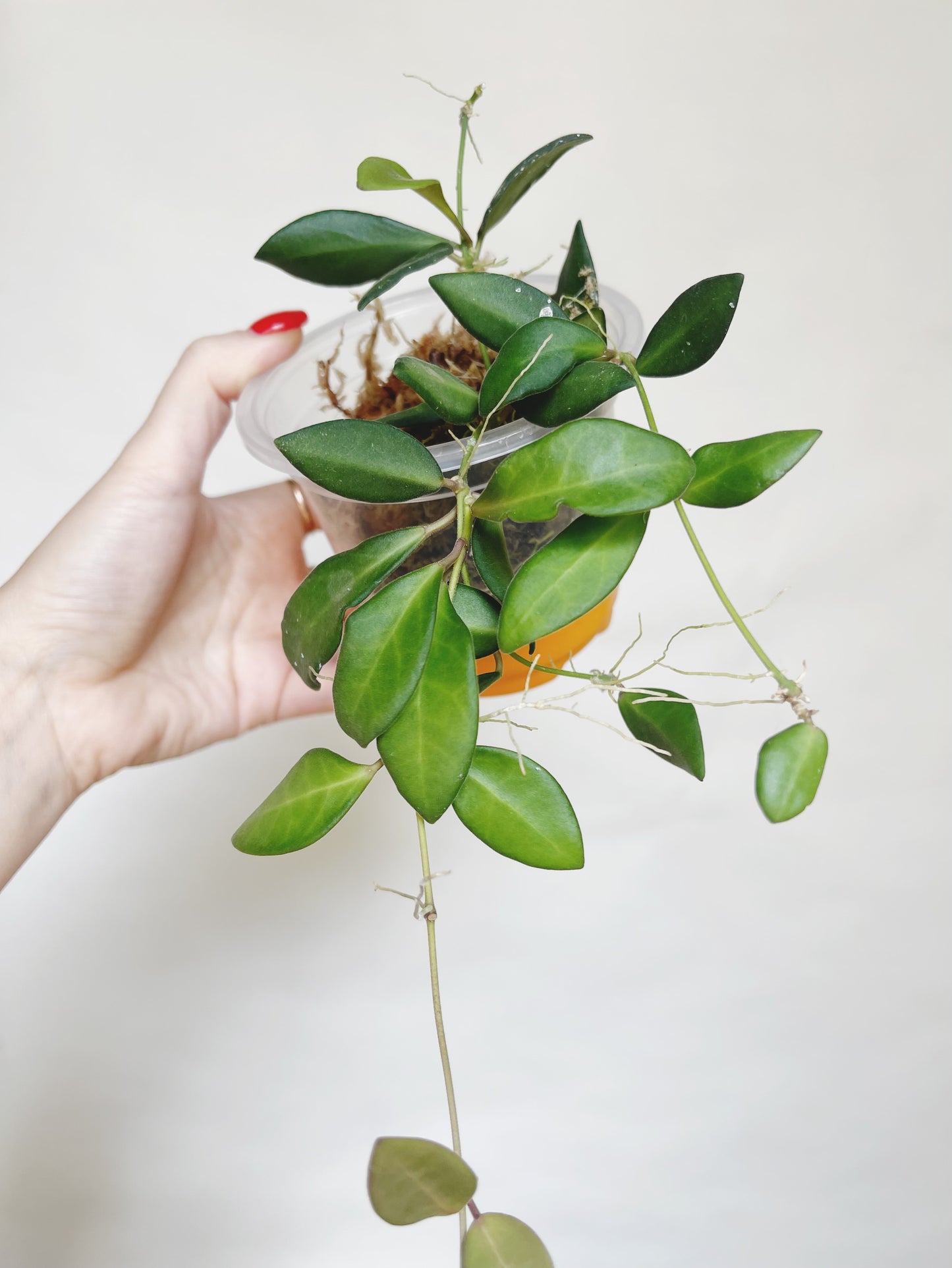 Hoya Burtoniae Live Plant