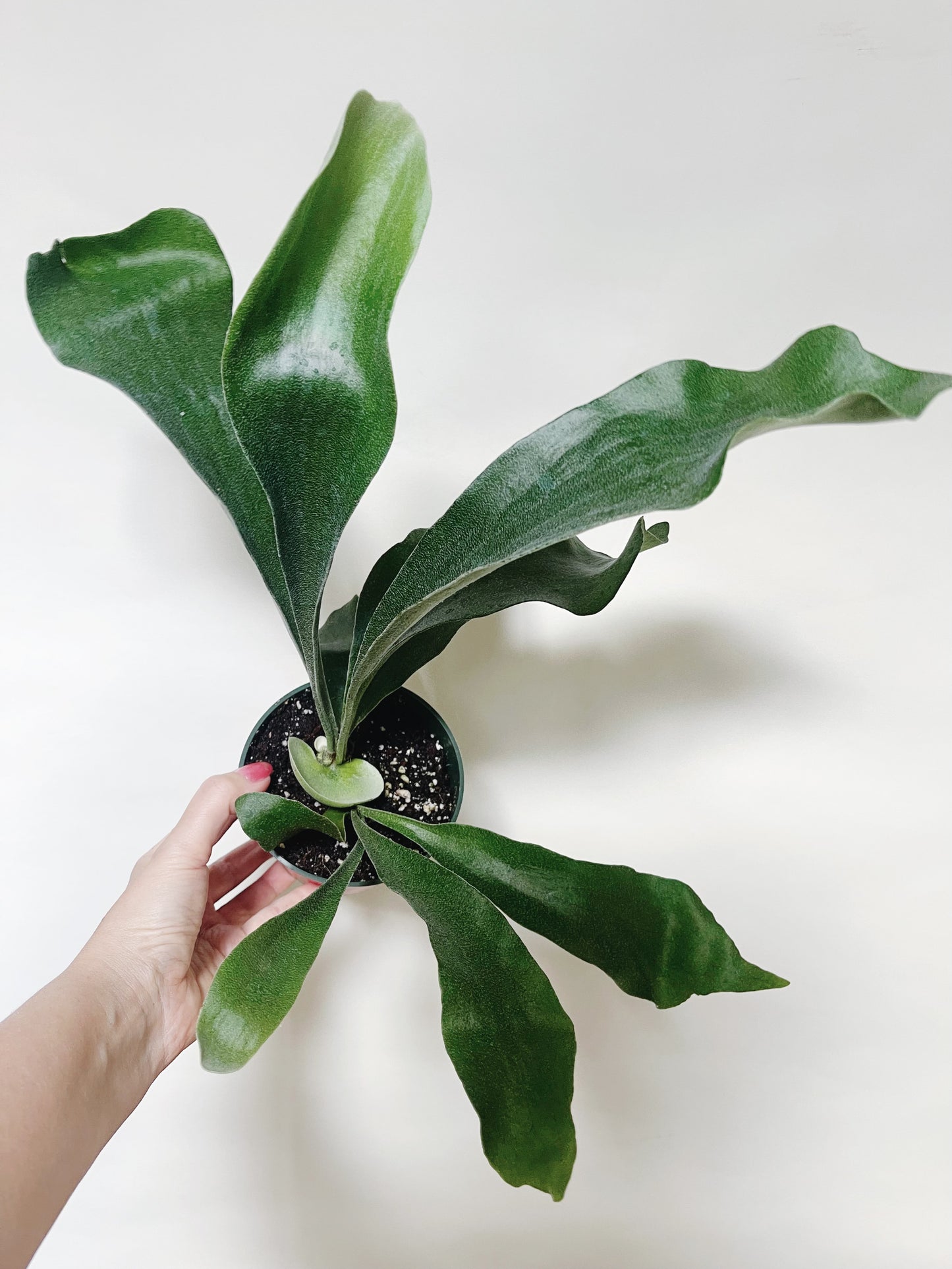 Staghorn Fern Platycerium Bifurcatum 4.5” Pot