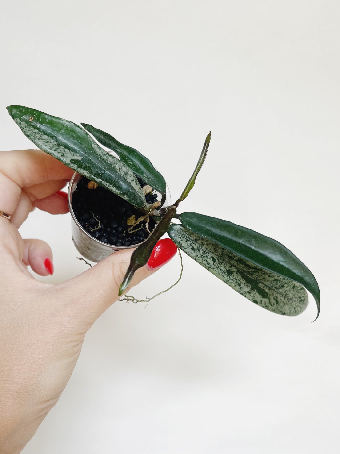 Hoya Minibelle Splash Starter Plant