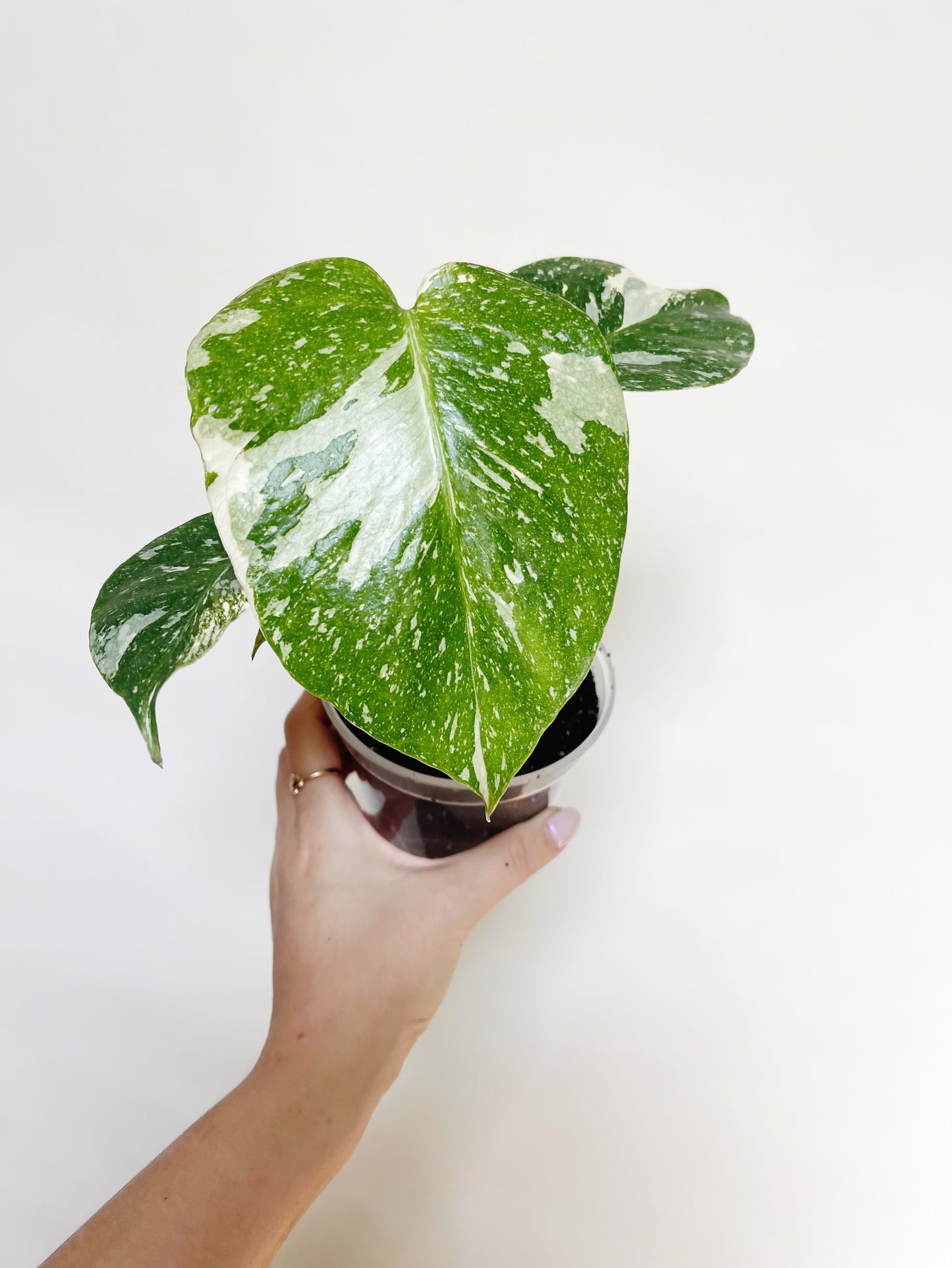 Monstera Deliciosa Thai Constellation 4" Pot Live Rare Plant