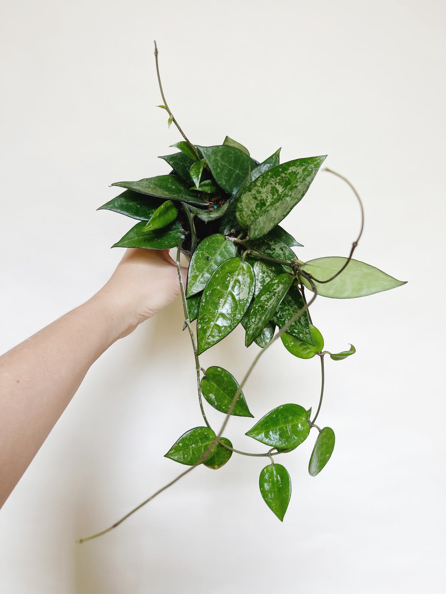 Hoya Parasitica Silver Splash 4" Pot Live Plant