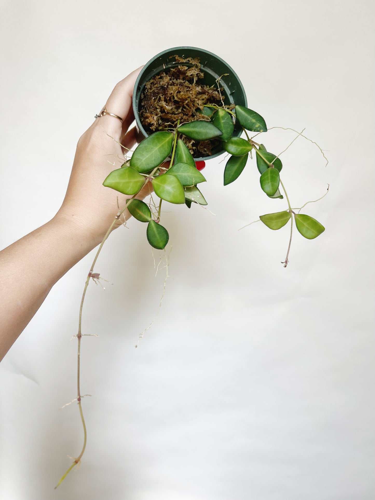 Hoya Burtoniae Live Plant