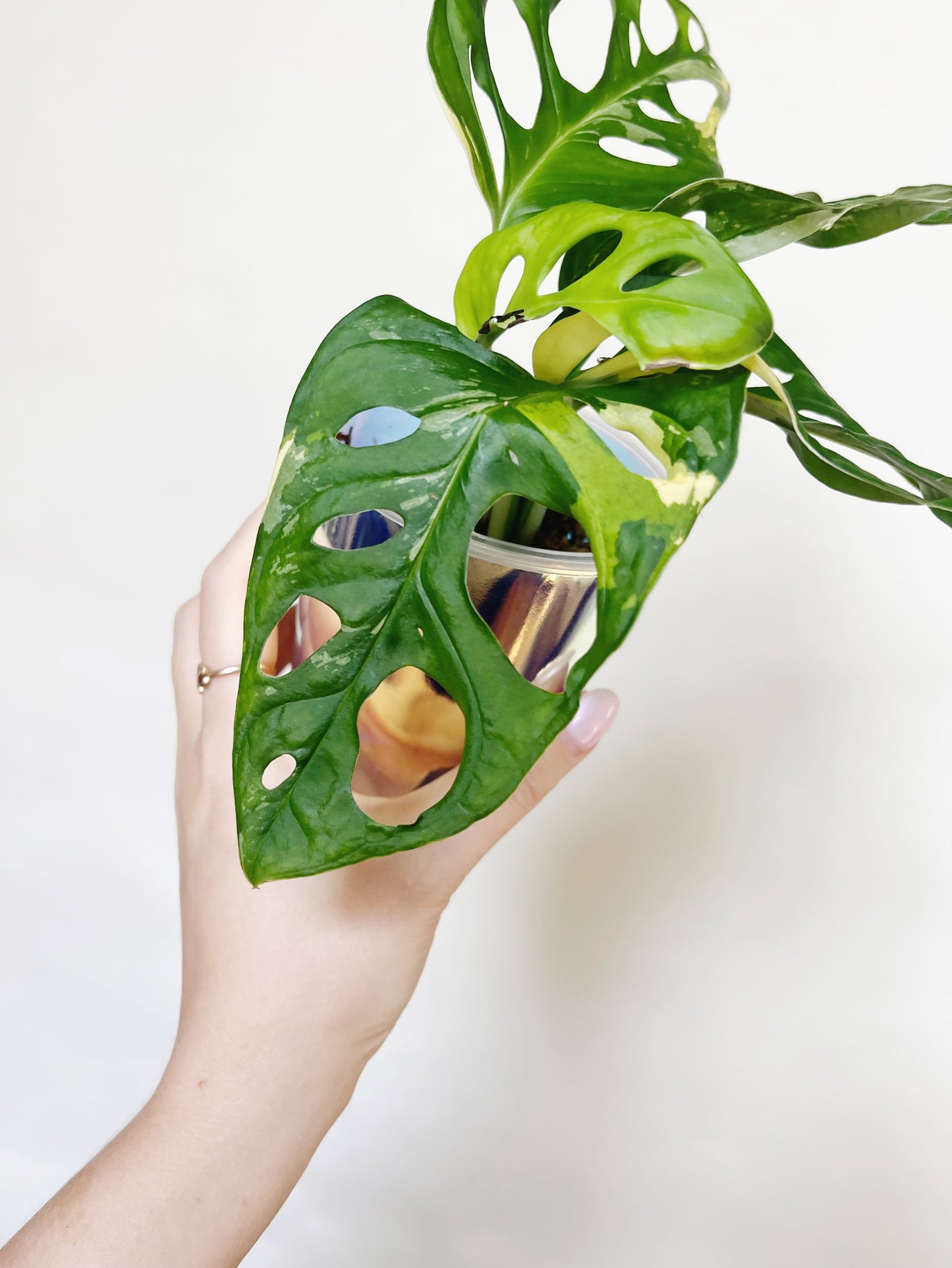 Monstera Adansonii Albo Self 3” Watering Pot