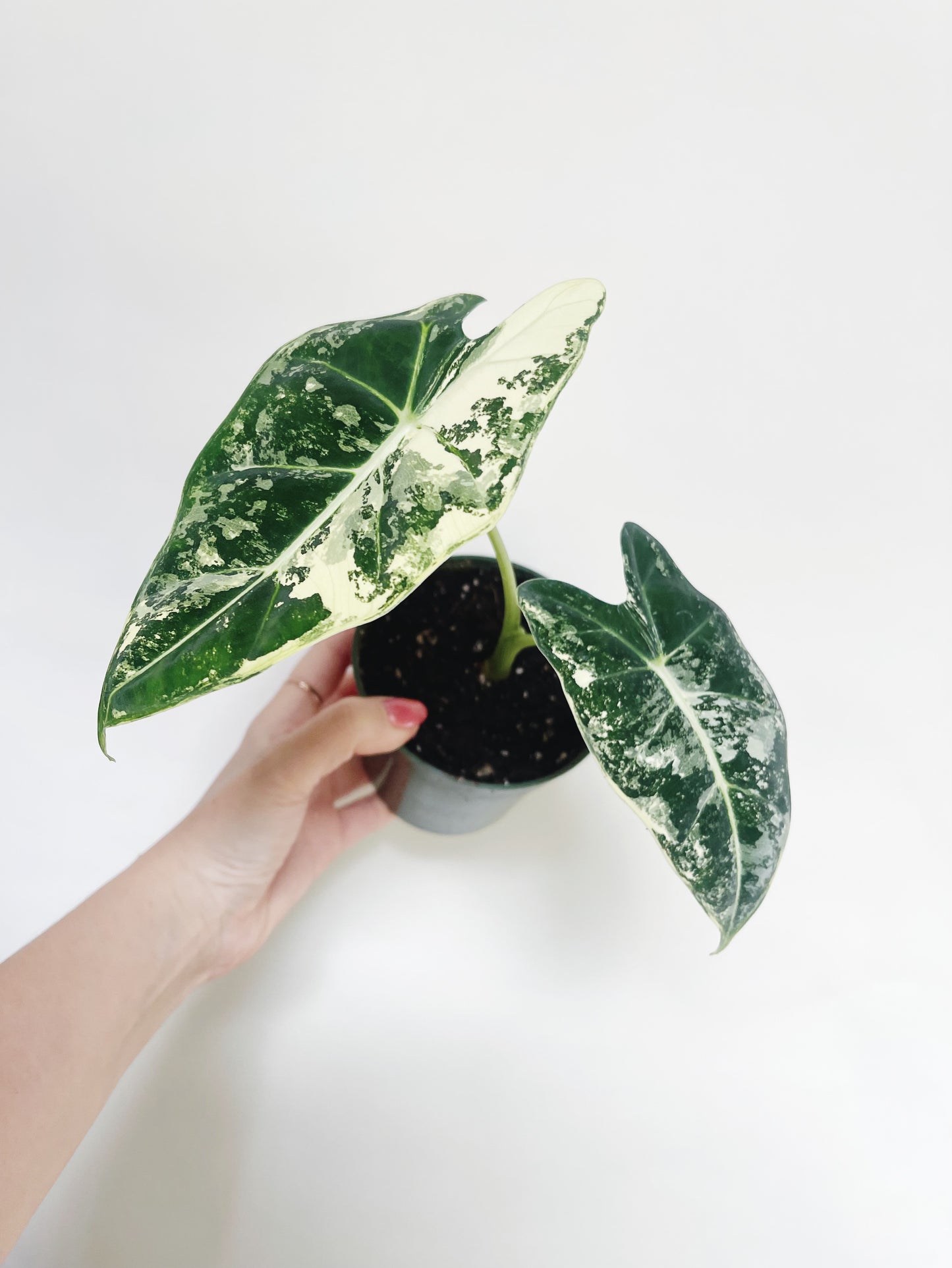 Alocasia Frydek Variegated 4” Pot