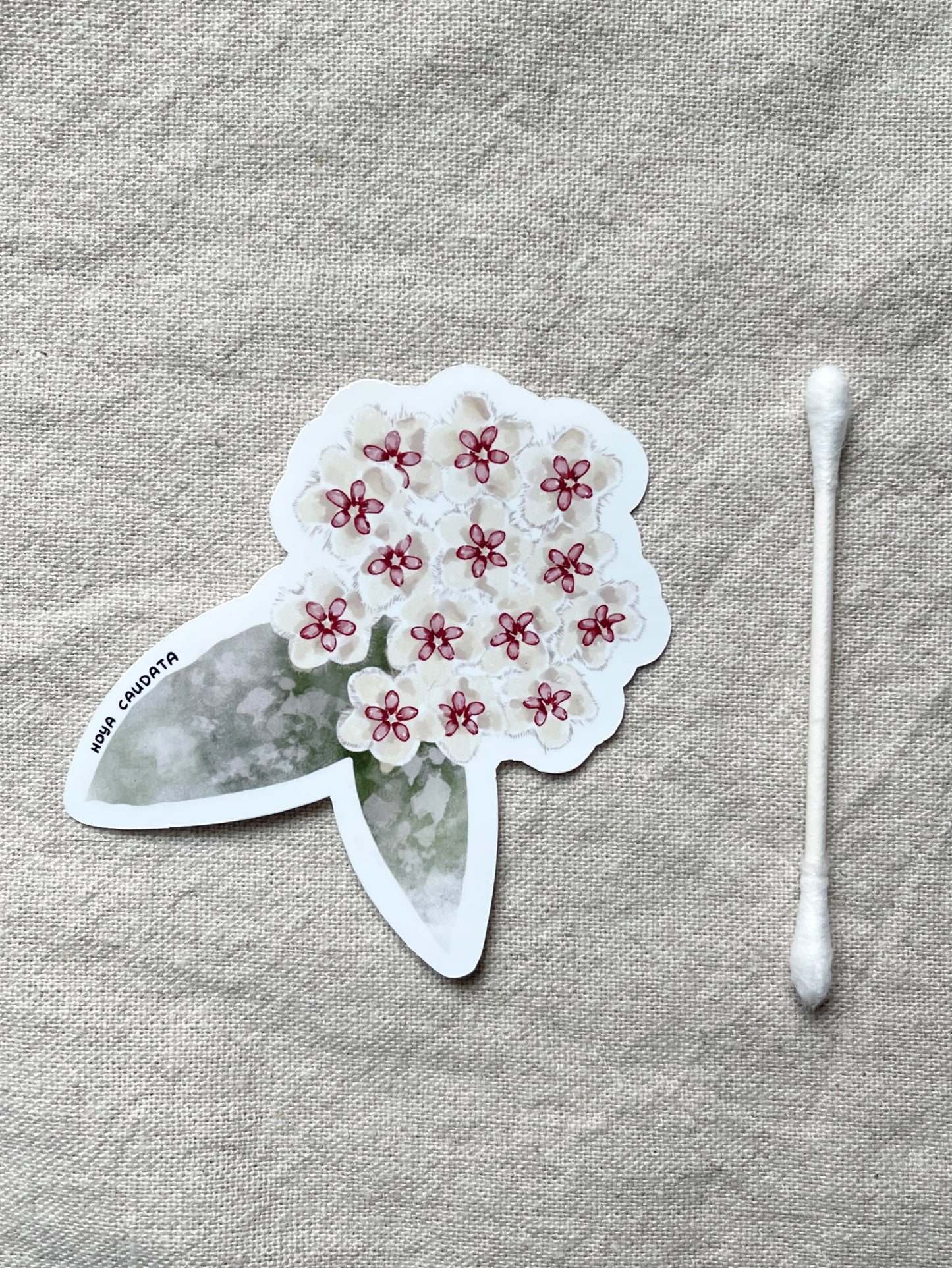 Hoya Blooms Die Cut  Vinyl Sticker Callistophylla, Burtoniae, Linearis, Krohniana, Carnosa, Caudata