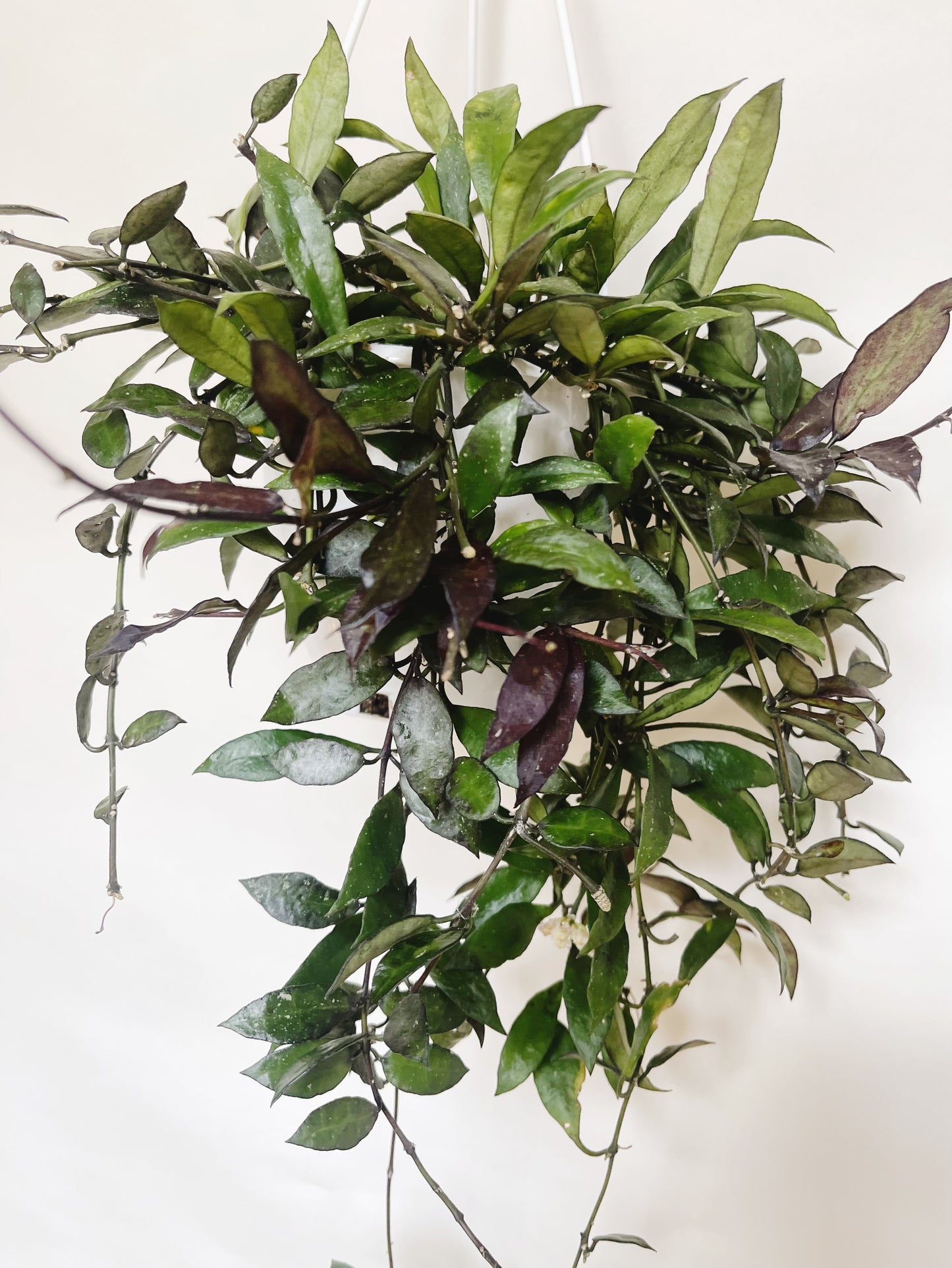 Hoya Lacunosa Royal Flush 5" Hanging Basket