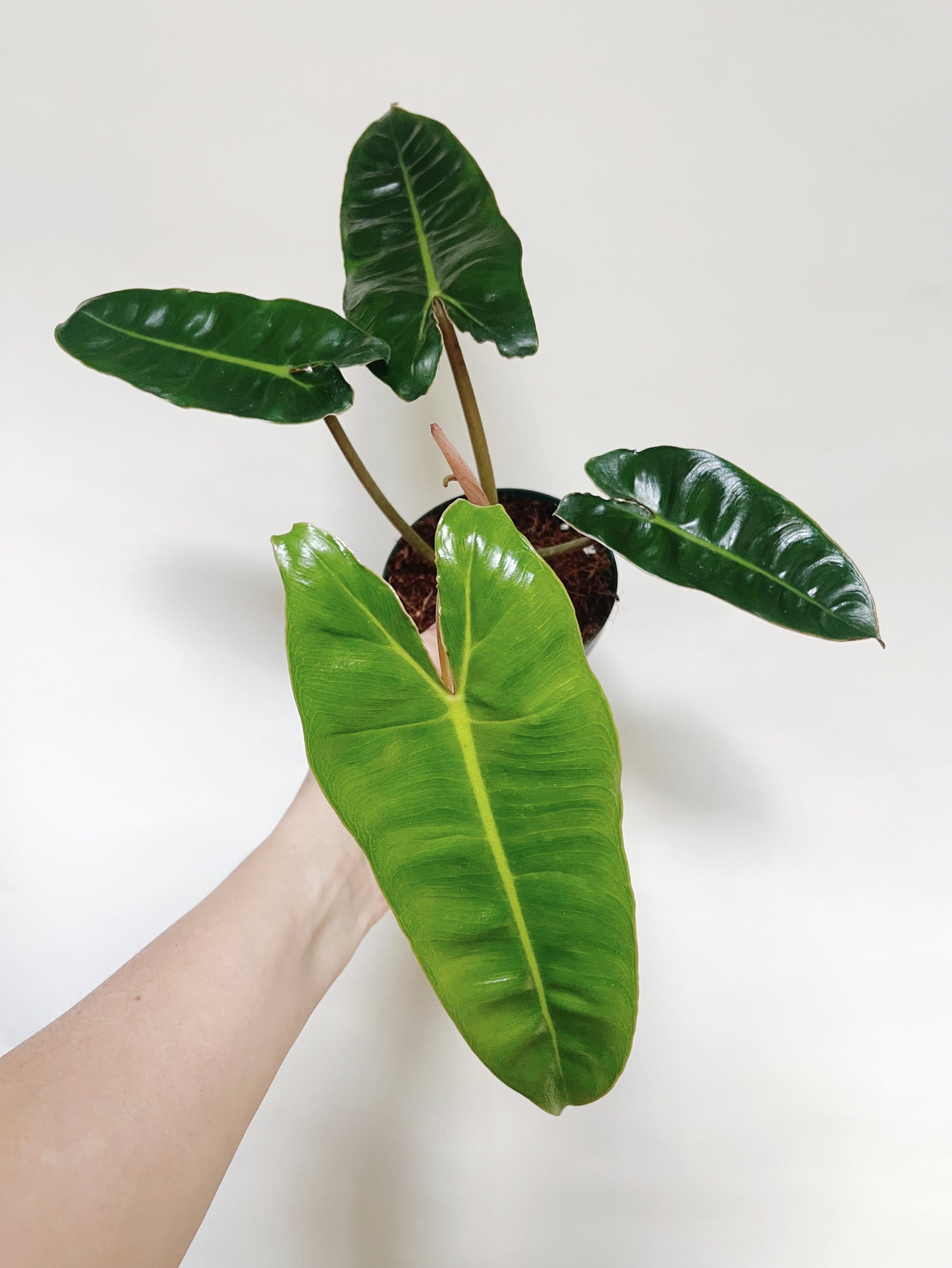 Philodendron Billietiae 4” Pot Live Plant