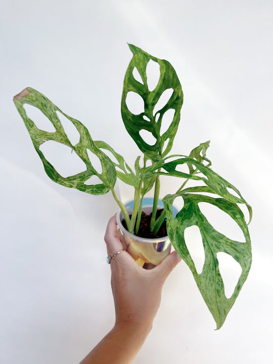 Monstera Adansonii Mint 3” Self Watering Pot