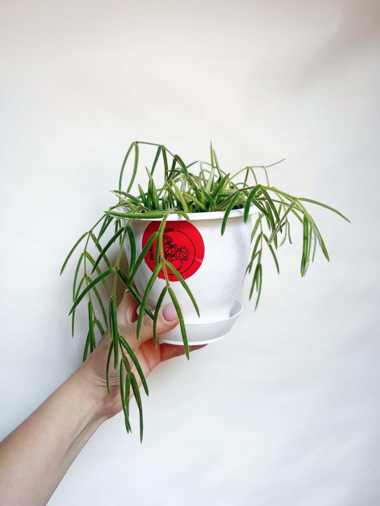 Hoya Linearis Rare Hoya 5” Hanging Basket Live Plant