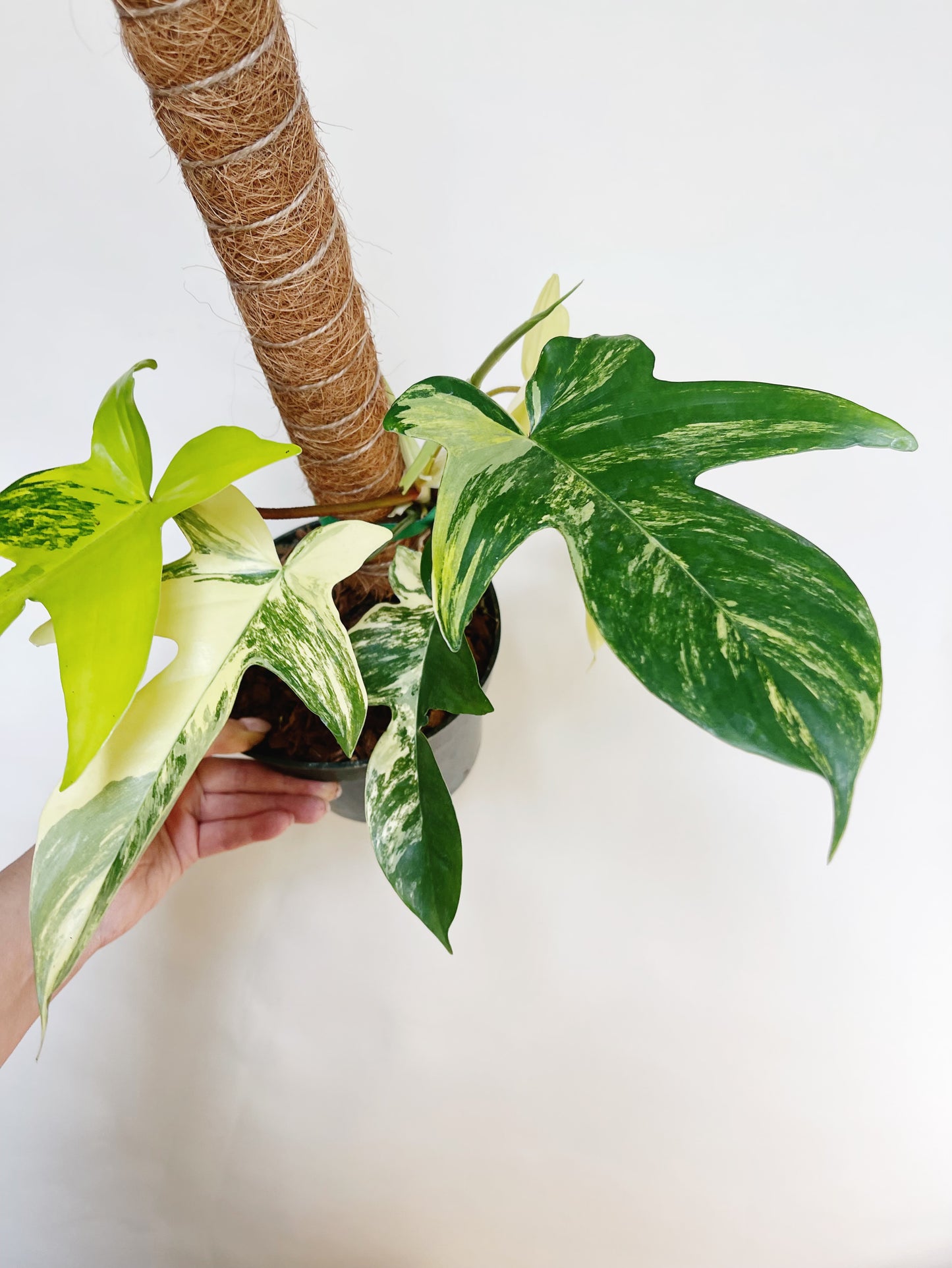 Philodendron Florida Beauty 6” Pot Live Plant with Pole