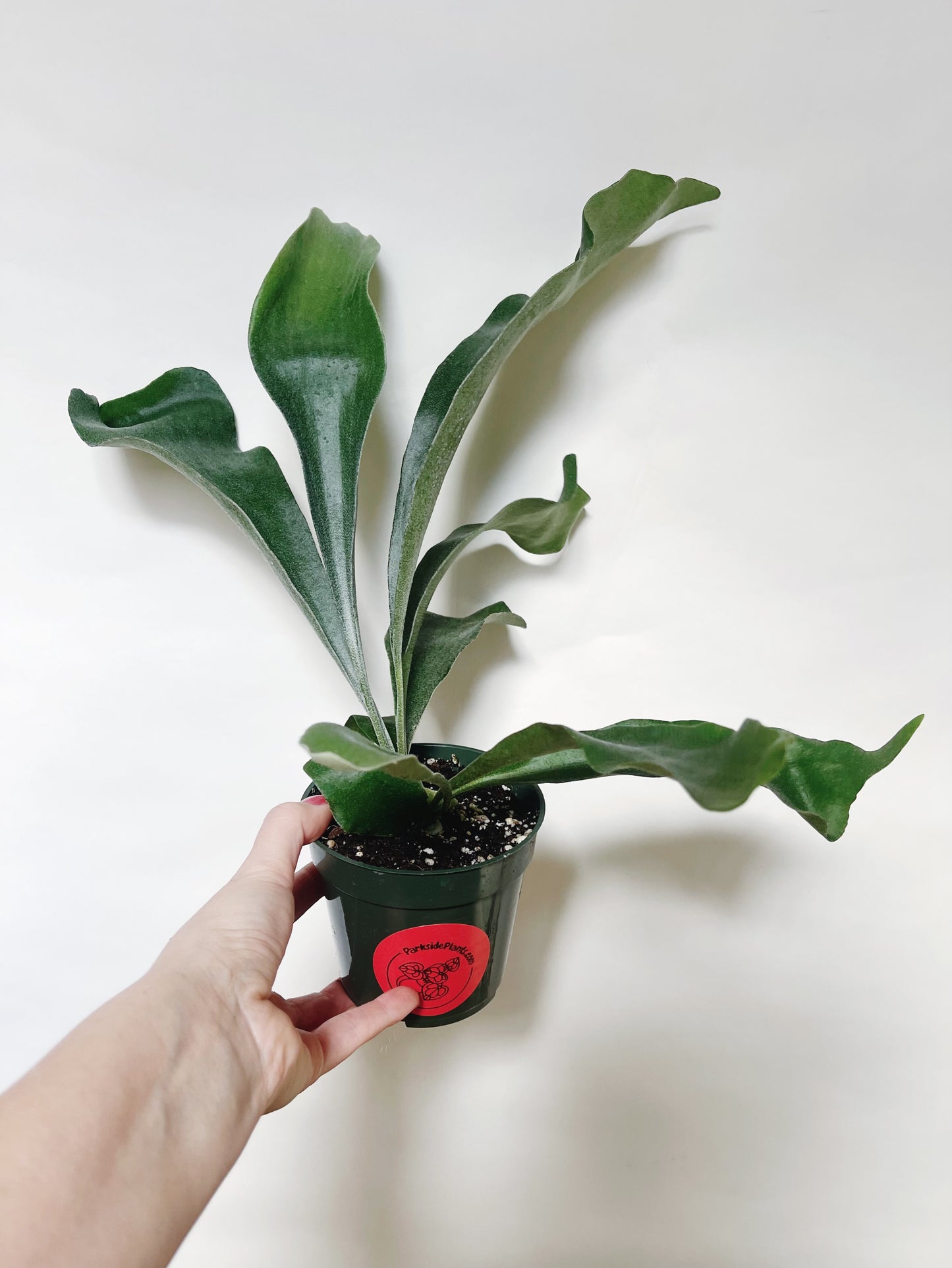 Staghorn Fern Platycerium Bifurcatum 4.5” Pot