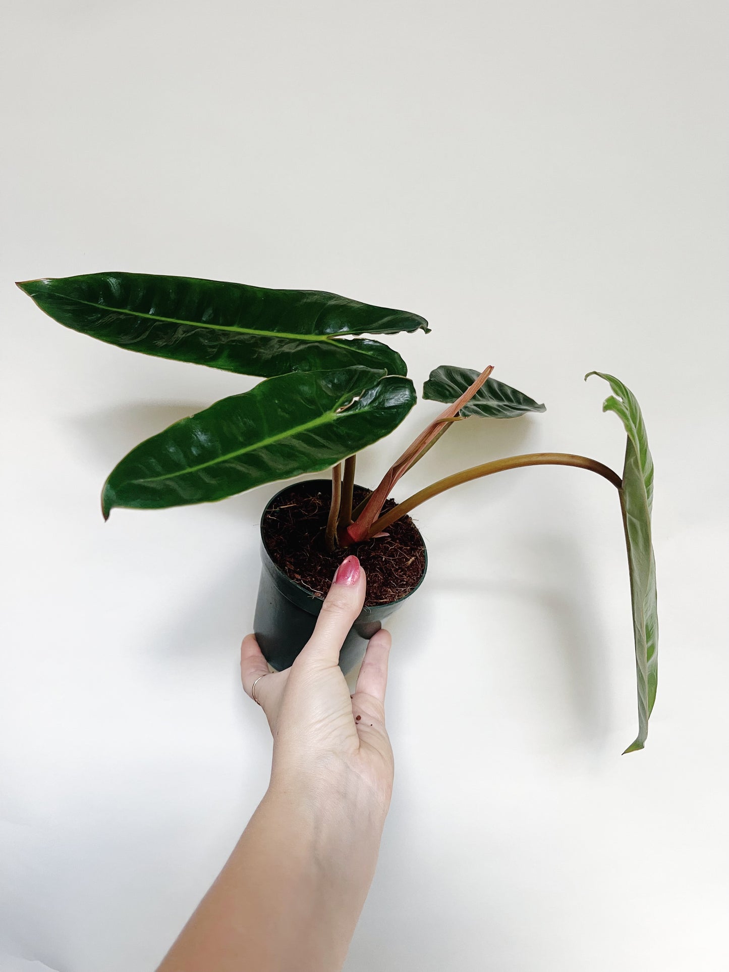 Philodendron Billietiae 4” Pot Live Plant