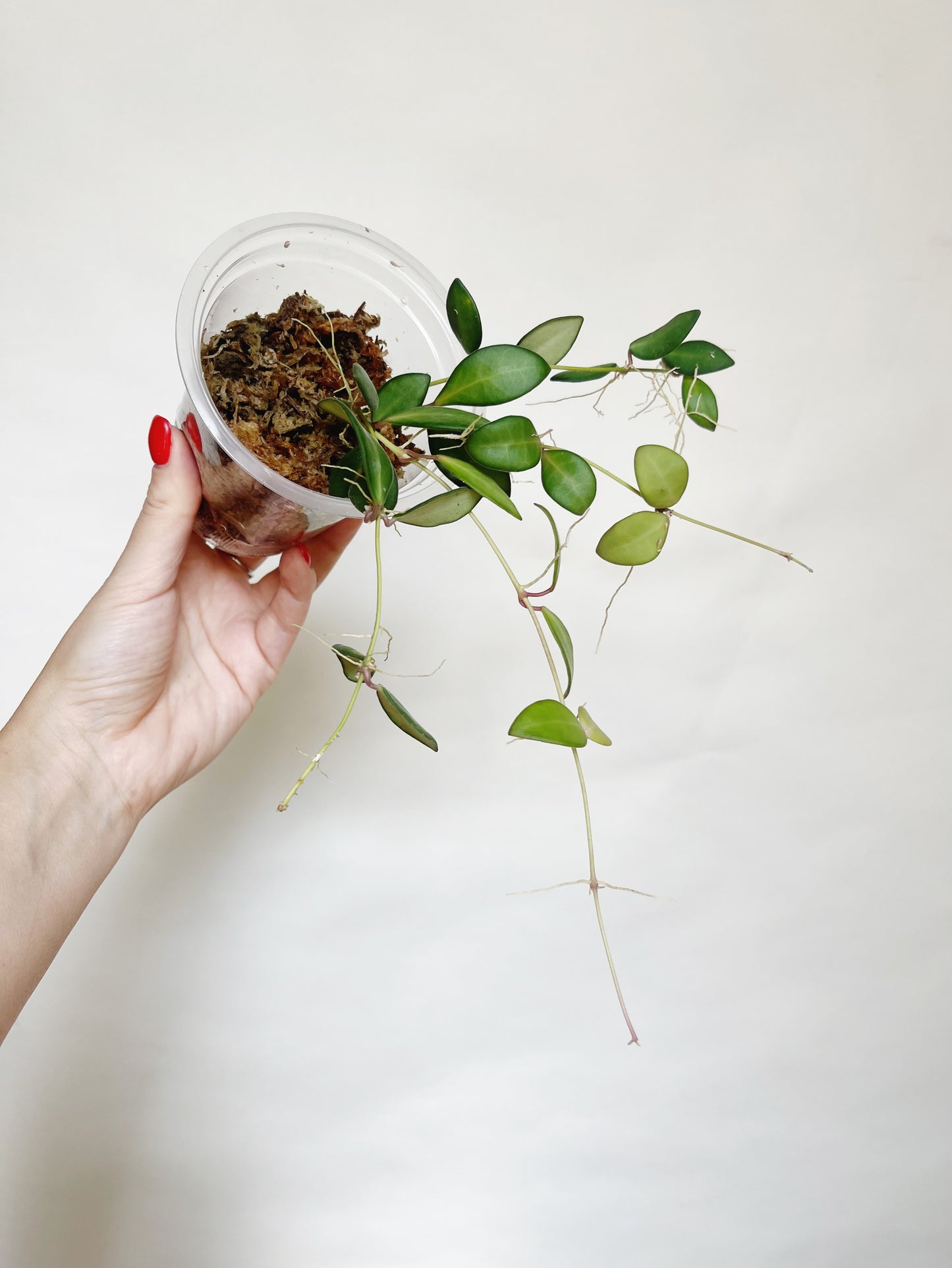 Hoya Burtoniae Live Plant