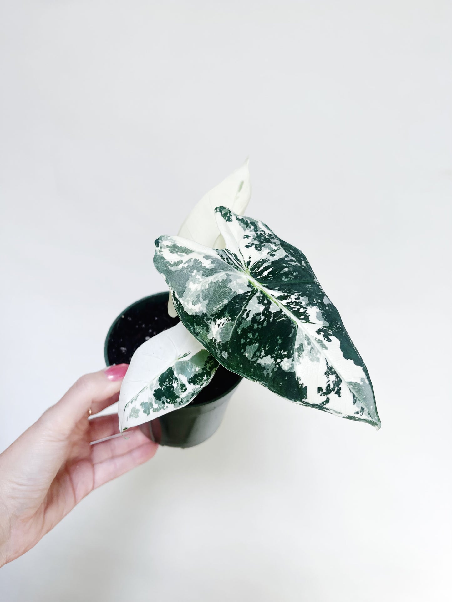 Alocasia Frydek Variegated 4” Pot