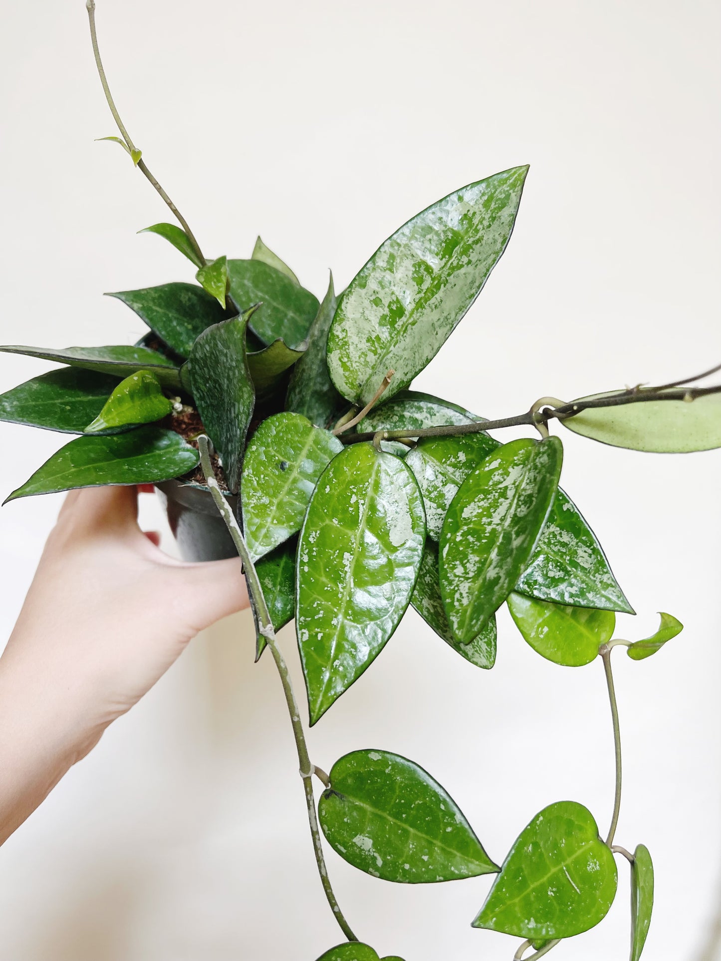 Hoya Parasitica Silver Splash 4" Pot Live Plant