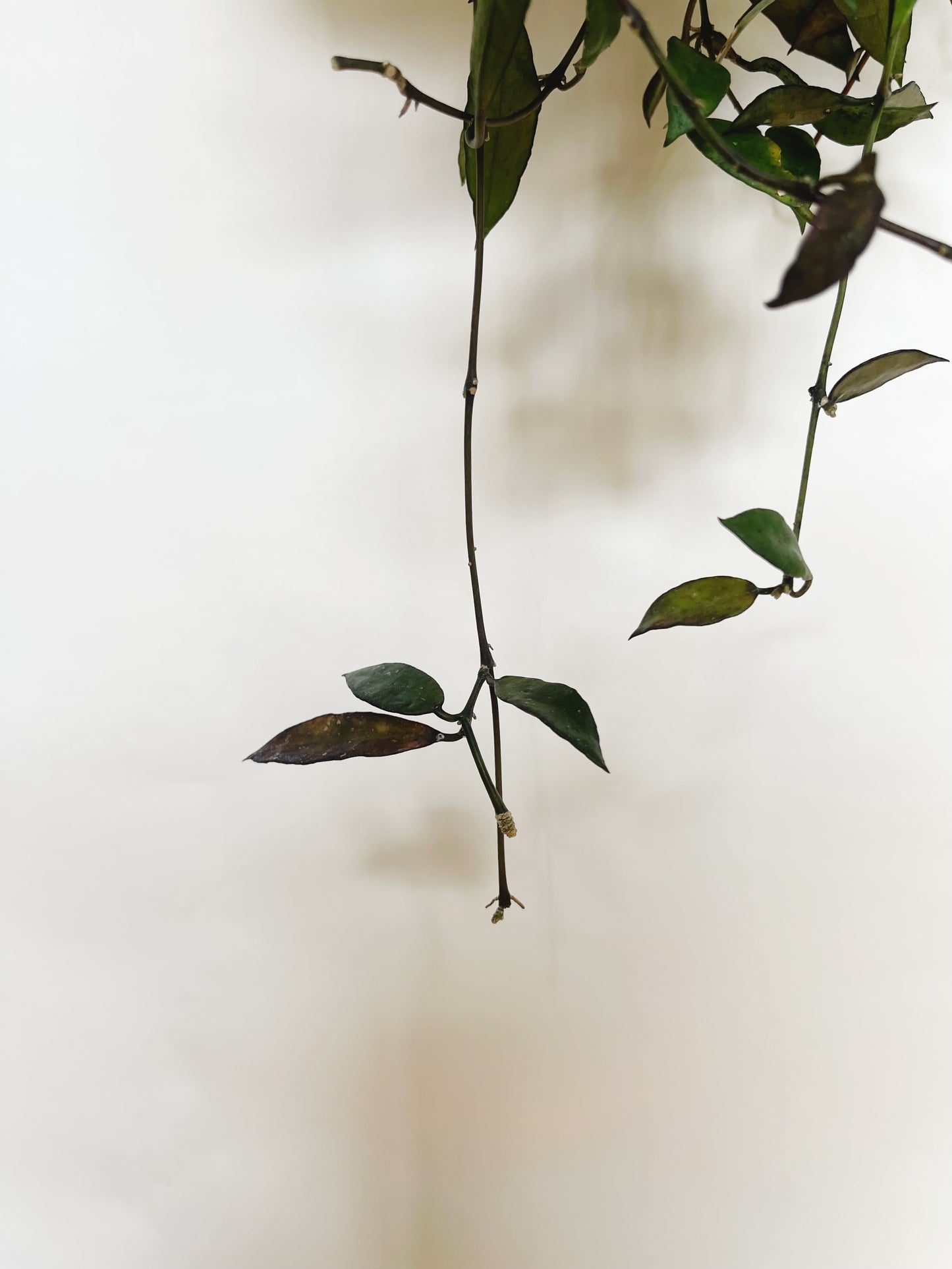 Hoya Lacunosa Royal Flush 5" Hanging Basket