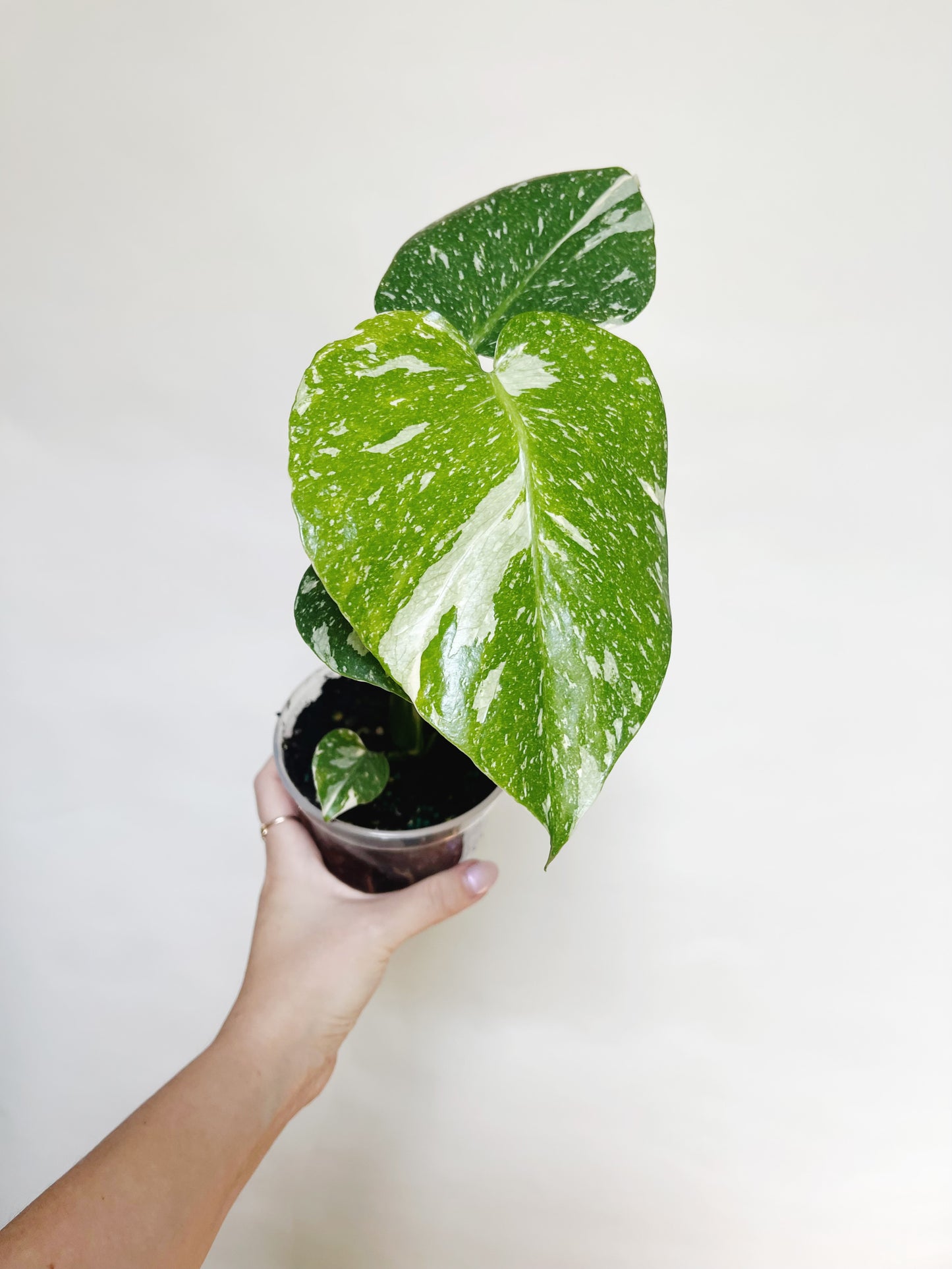 Monstera Deliciosa Thai Constellation 4" Pot Live Rare Plant