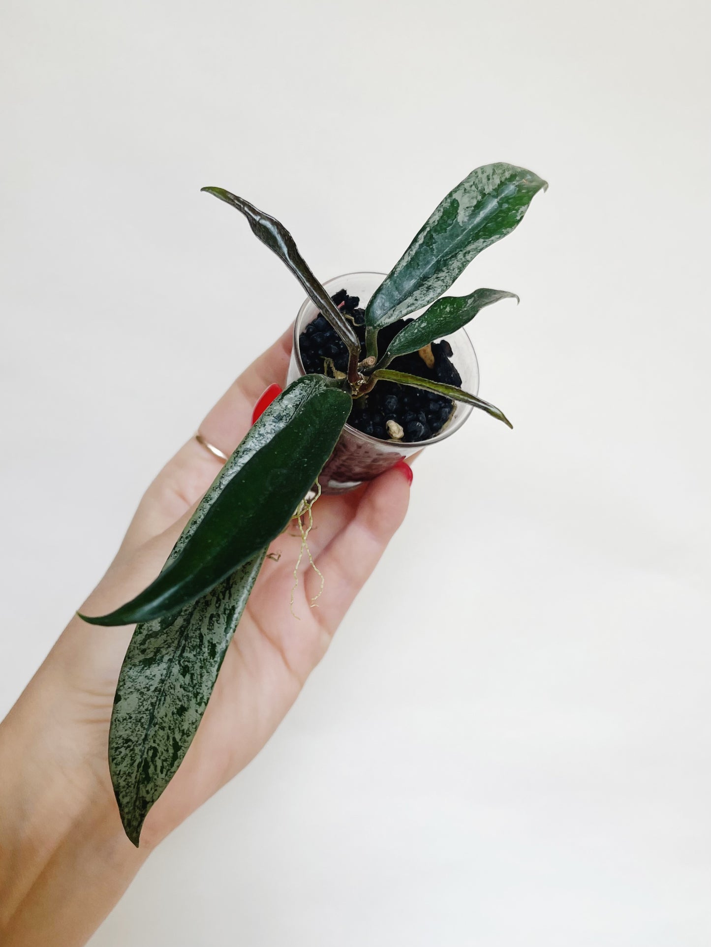 Hoya Minibelle Splash Starter Plant