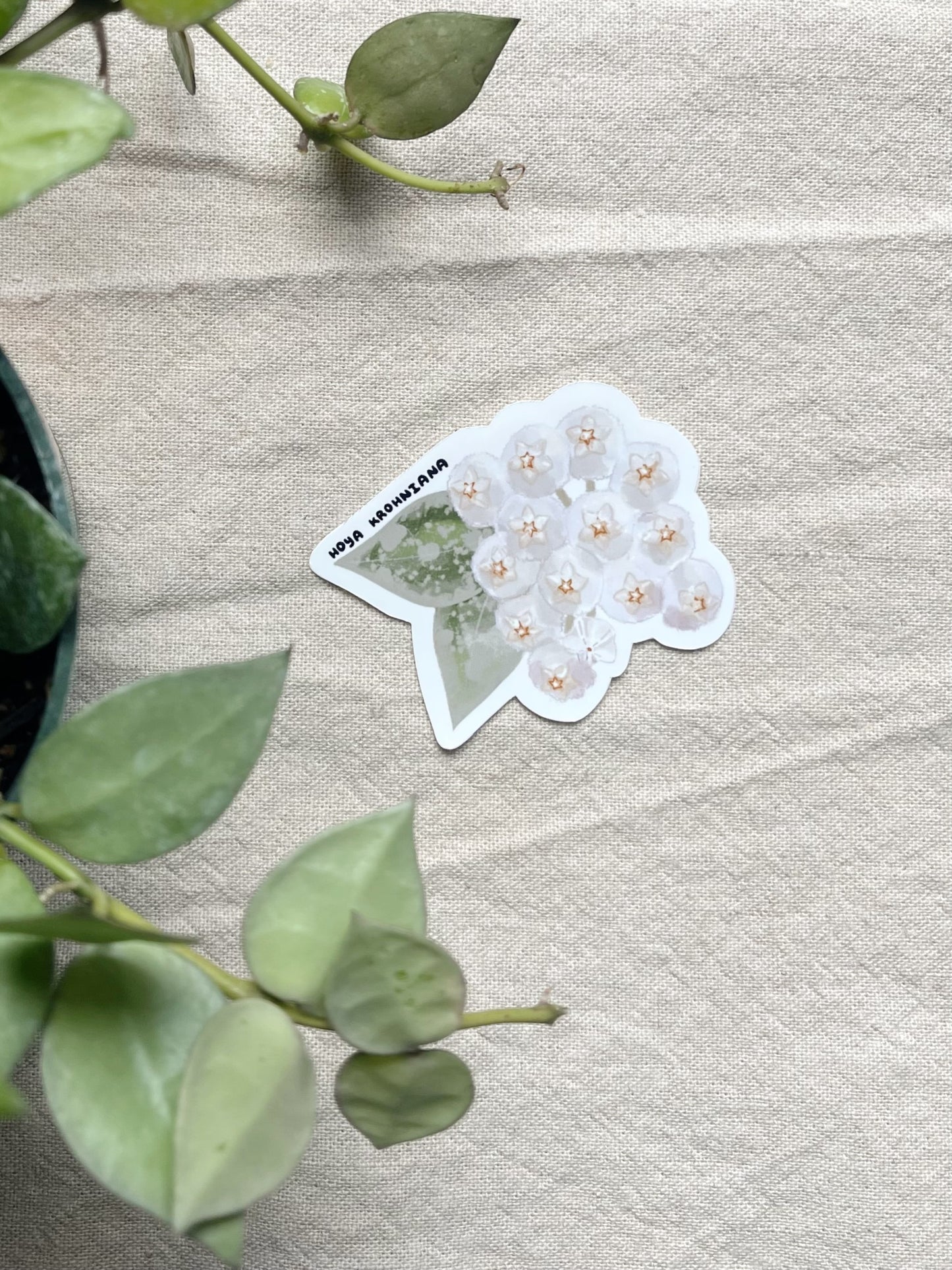 Hoya Blooms Die Cut  Vinyl Sticker Callistophylla, Burtoniae, Linearis, Krohniana, Carnosa, Caudata