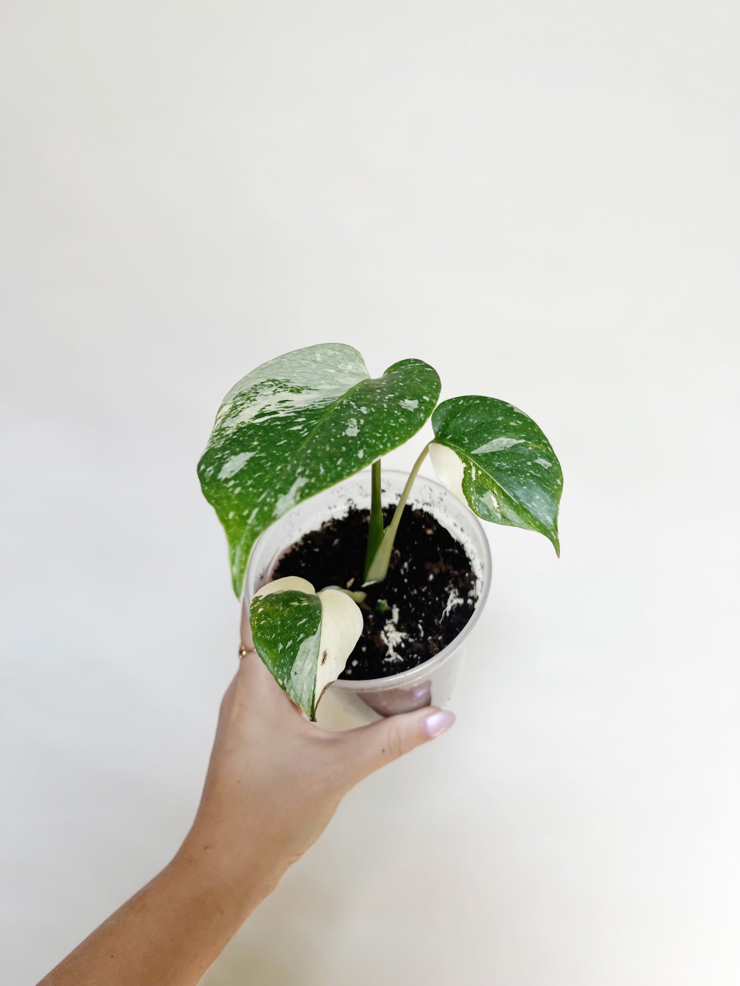 Monstera Deliciosa Thai Constellation 4" Pot Live Rare Plant