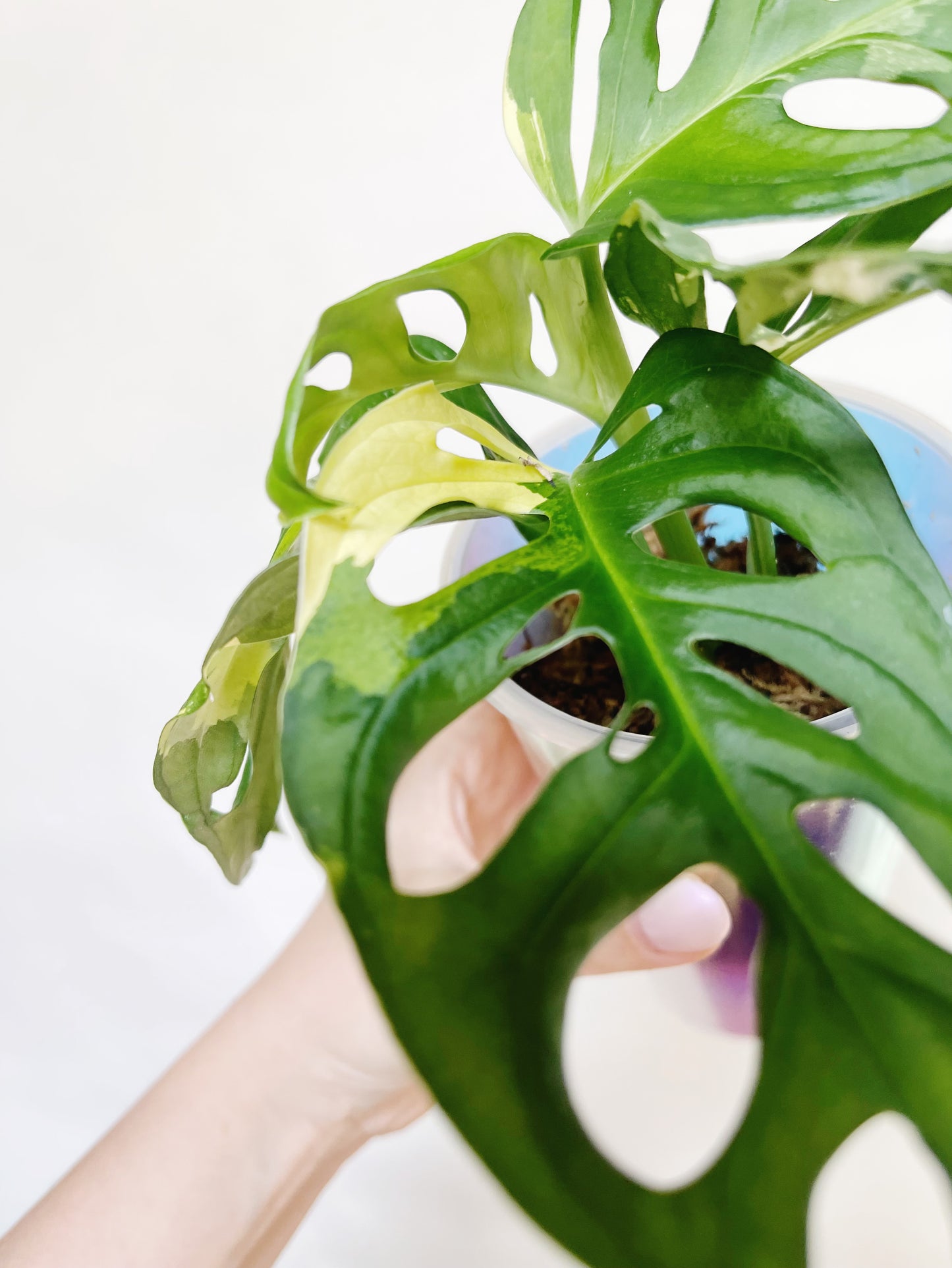 Monstera Adansonii Albo Self 3” Watering Pot