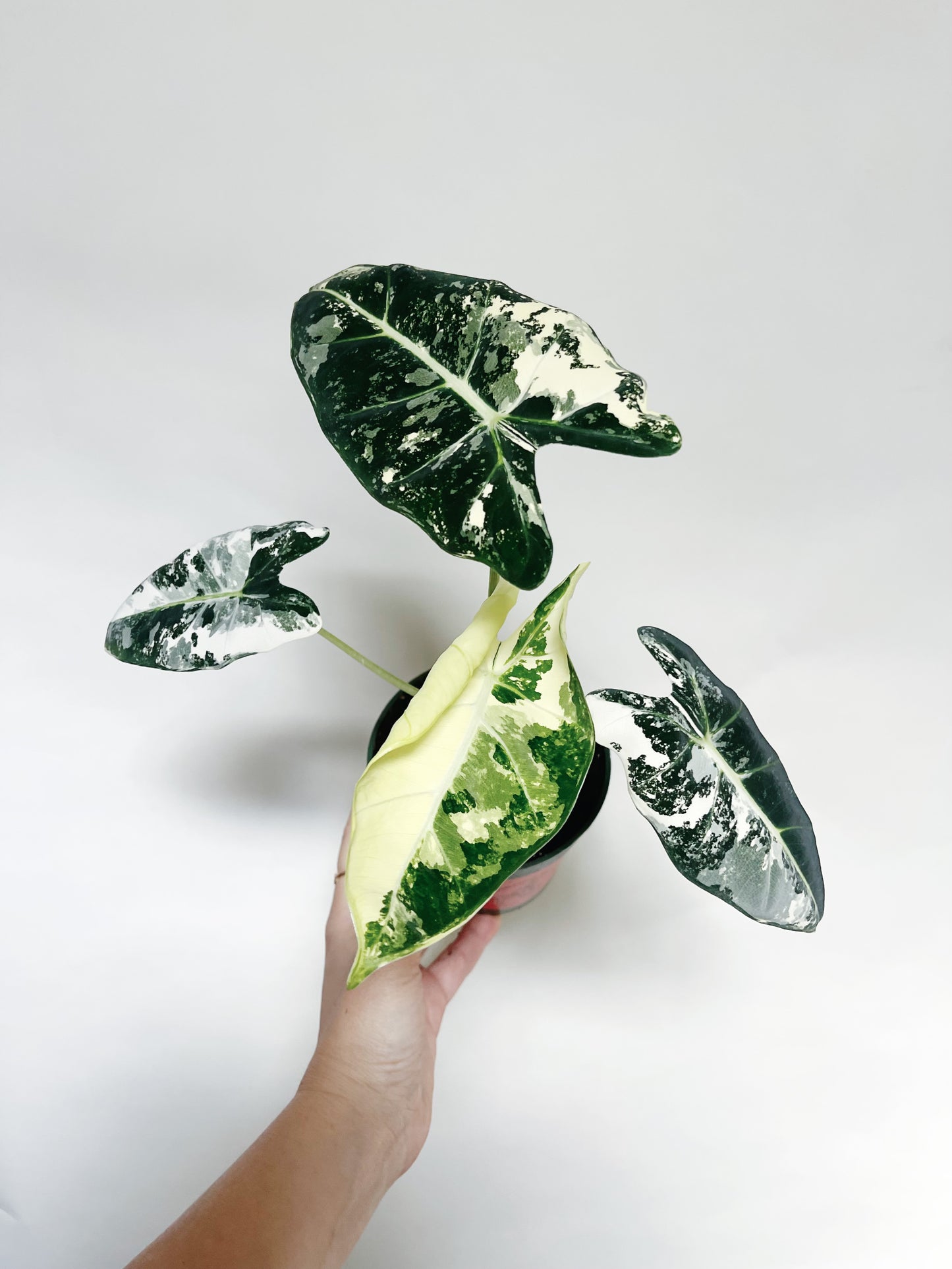 Alocasia Frydek Variegated 4” Pot