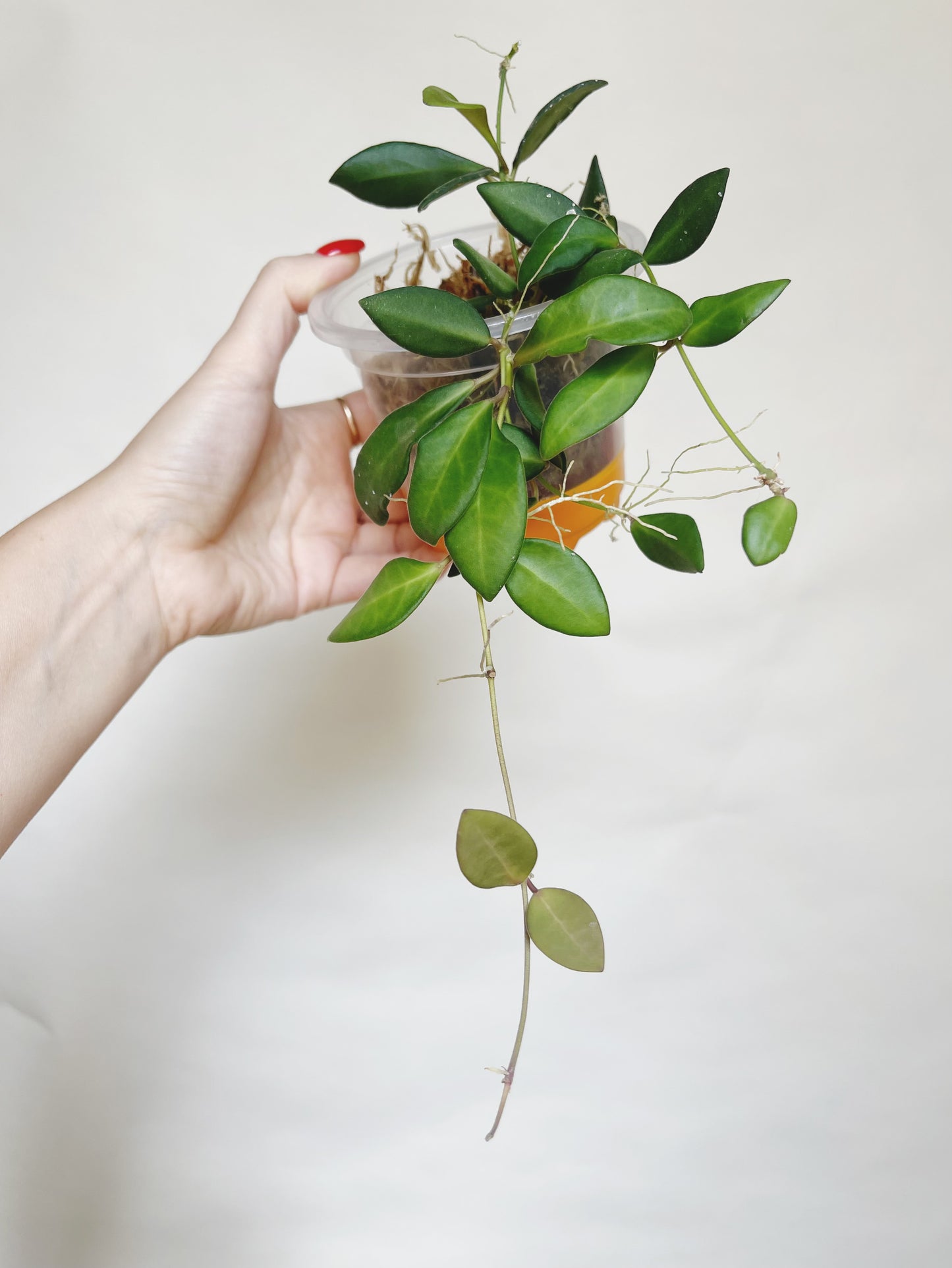 Hoya Burtoniae Live Plant