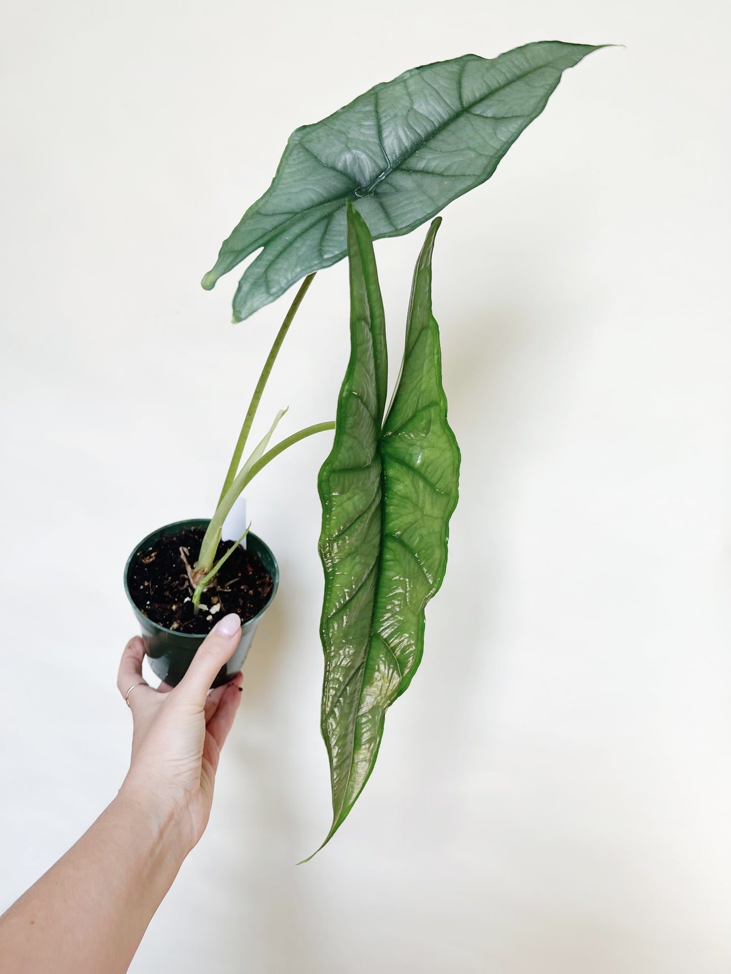 Alocasia Heterophylla Dragons Breath 4.5" Pot